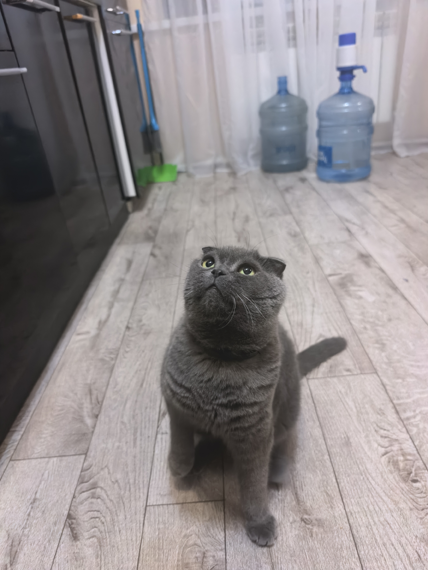 A fluffy gray cat with green eyes looks up, its ears folded back, sitting on a light wood-paneled floor. The cat is in the foreground, facing left, with its tail extending to the right. In the background, a tall dark cabinet is visible on the left, and a blue mop with a green cleaning pad stands to the right of the cabinet. Further back, two large blue water cooler bottles are placed side-by-side, with a white and blue pump on top of the right bottle. Sheer white curtains hang behind the water bottles.