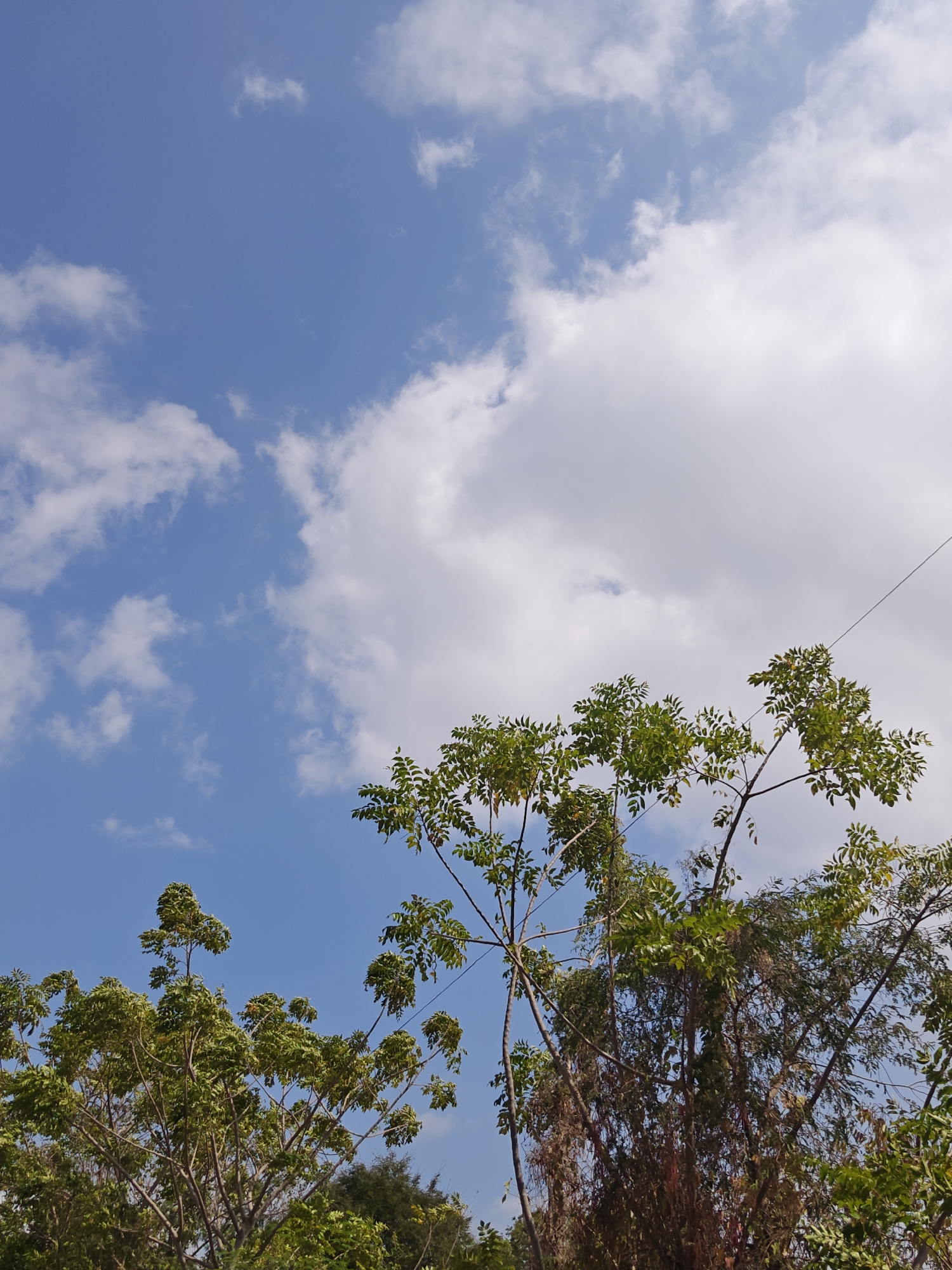 The image shows a bright blue sky with scattered white clouds. The tops of several trees with green foliage are visible against the sky, reaching upwards from the bottom of the frame. A thin black wire stretches diagonally across the upper right portion of the image. The scene appears to be an outdoor environment, possibly a park or a residential area, under daylight conditions. There are no people or discernible structures visible in the image. There is no information available to specifically place this scene in Cermee, Indonesia.