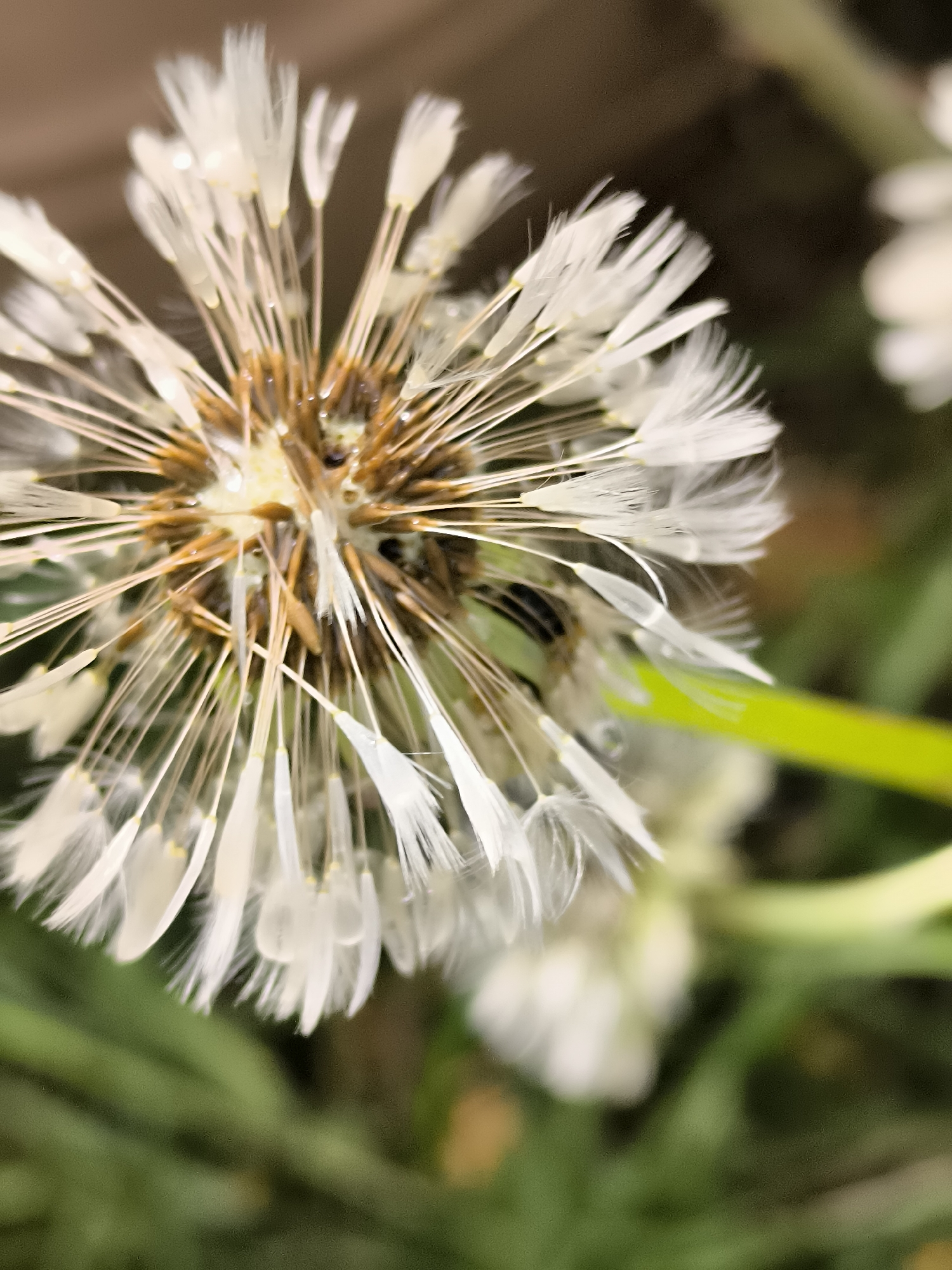 A macro photograph captures the upper-left quadrant of a mature dandelion seed head (pappus) heavily laden with spherical water droplets. The central core of the seed head, from which numerous elongated, light-brown achenes radiate, appears saturated with moisture, exhibiting glossy reflections and darker, almost black, localized spots within its textured surface. Each individual white, feathery pappus at the end of an achene prominently displays multiple glistening water droplets, some adhering to the tips, others clinging to the delicate shafts.
The background is rendered in a soft, out-of-focus bokeh effect, primarily comprising various shades of green, indicative of blurred foliage and other plant life. A bright, almost neon-green stem or leaf is partially visible, blurred, in the lower-right portion of the frame, angled upwards. To the far right, a heavily blurred white form, possibly another flower or part of the same plant, is present in the distant background. The ambient light appears soft and diffuse, enhancing the visibility and detail of the water droplets. The scene is devoid of human presence or overt animal interaction. The image documents a natural botanical detail within the environment of Dercekliai, Lithuania.