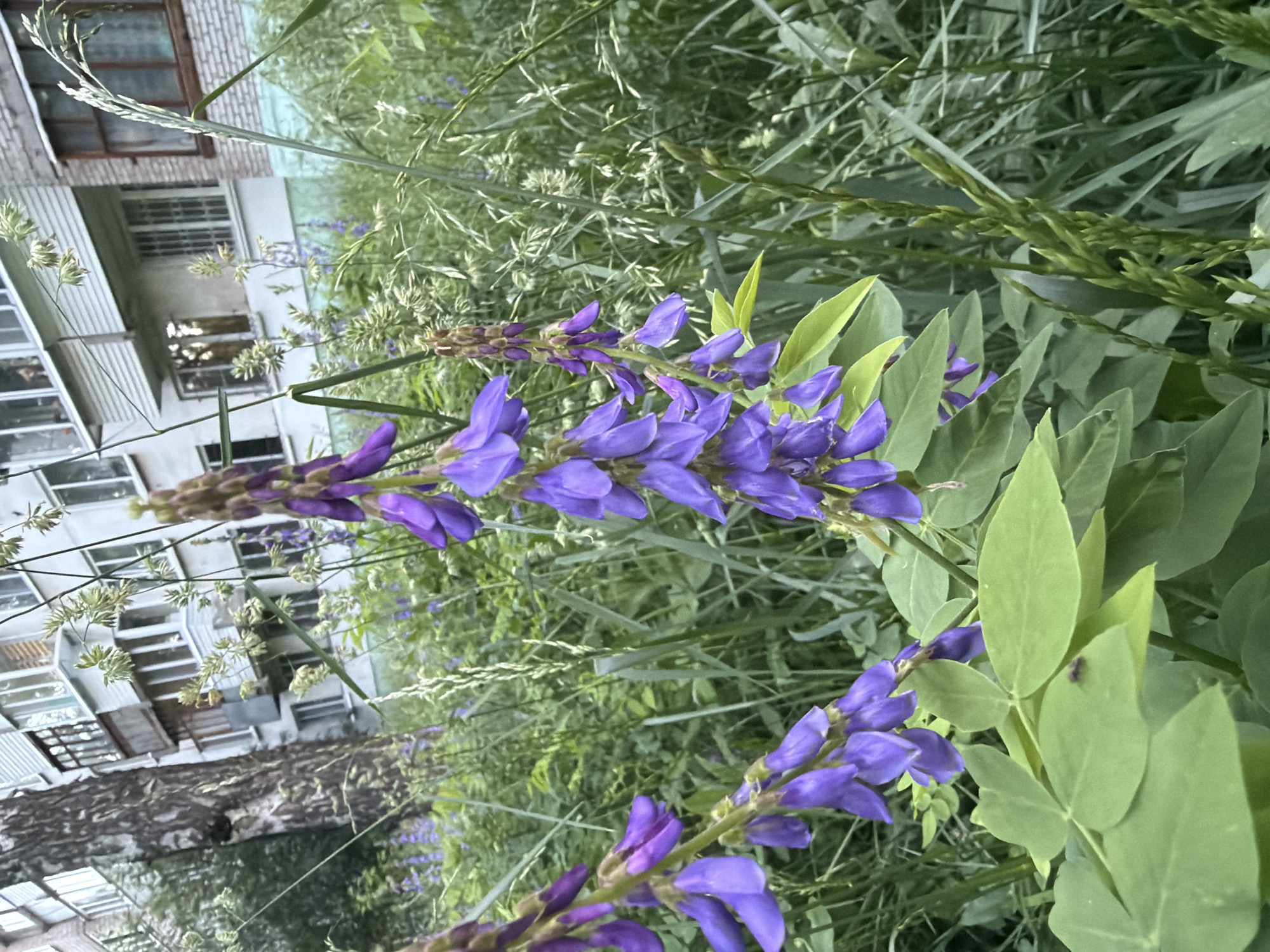 The original image displays a vibrant natural scene with a backdrop of an urban environment, captured at a 90-degree clockwise rotation. In the foreground, two prominent stalks of purple flowers, likely Baptisia or a similar legume, extend diagonally from the lower right towards the upper left of the frame. The individual flowers are clustered along the stems, with some buds visible. Surrounding these blooms are lush green, ovate leaves, typical of the plant, and one leaf in the lower right clearly shows a small, dark insect.
The midground and background are densely filled with various types of green foliage, including numerous grasses, some of which feature delicate, feathery seed heads. Through this thick vegetation, a multi-story building is visible in the upper left portion of the image. The building appears to be a residential structure, possibly an apartment block, with light-colored walls, multiple windows (some with white frames), and structural details resembling balconies. Below the building, partially obscured by the plants, is a section of a tree trunk with rough, dark bark.
The lighting suggests it is daytime, with soft, diffused natural light illuminating the scene. The image captures a harmonious blend of nature and architecture, depicting an overgrown or naturalized area adjacent to a residential building. No text is visible in the image. The scene is consistent with a temperate climate, matching the location context of Chaikovsky, Russia.