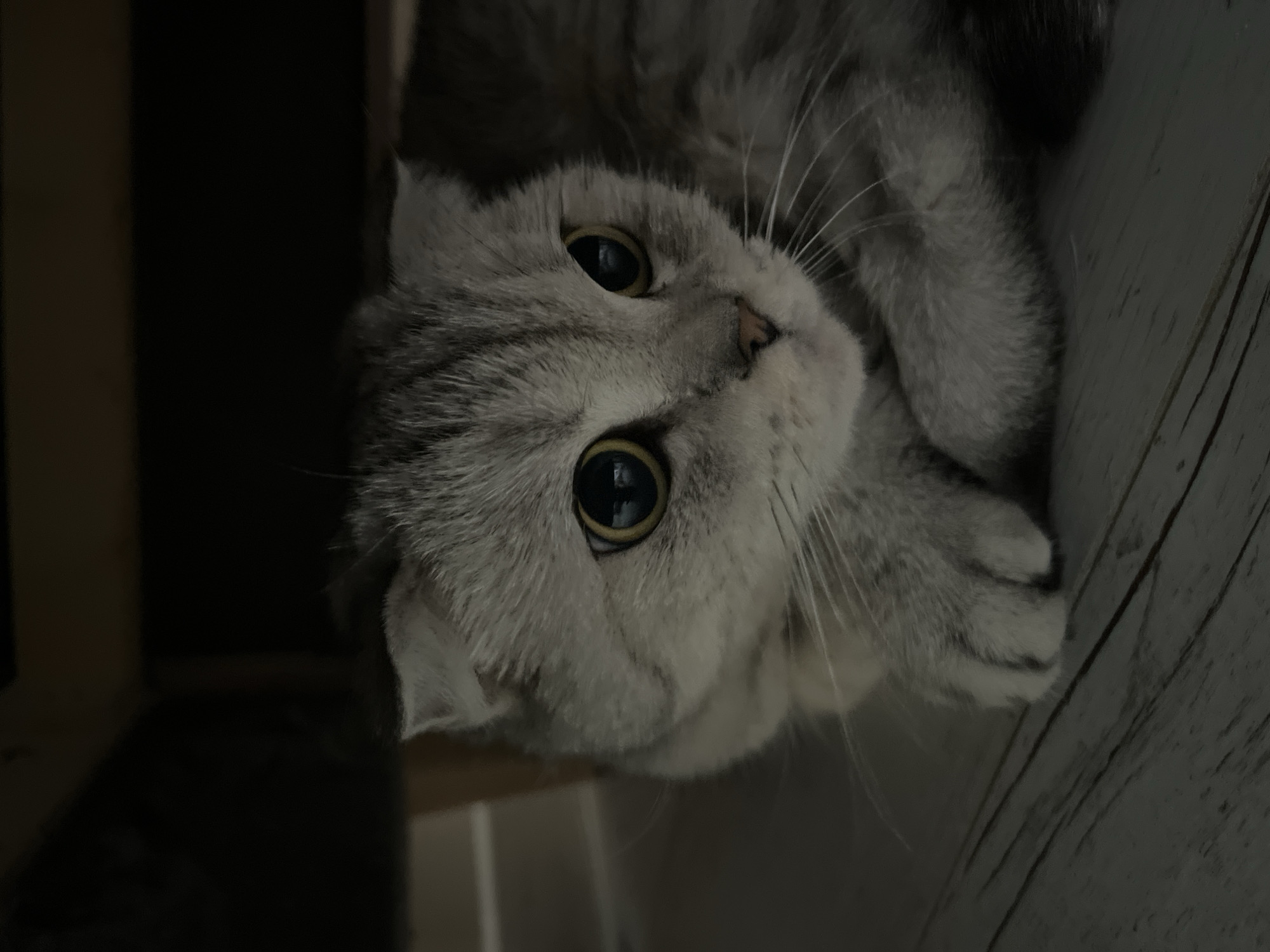 A grey Scottish Fold cat is lying on its back, with its head tilted towards the camera. The cat has large, round, dark-irised eyes and a grey-and-white striped coat. The cat's paws are curled up near its face. The background is dark, with a glimpse of wooden paneling to the right and a dark shape on the left. The image was taken in Chaikovsky, Russia.