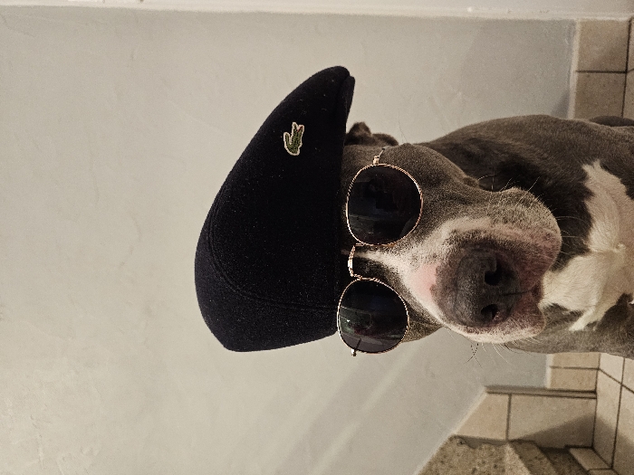 A gray and white pit bull dog is wearing a dark blue Lacoste baseball cap and round gold-rimmed sunglasses. The dog is lying on its side with its nose and mouth facing the viewer. A beige wall is on the left side of the image, and white tiles are visible behind the dog on the right side. The cap is dark blue and has a green Lacoste crocodile logo on the left side. The dog's eyes are visible behind the sunglasses.