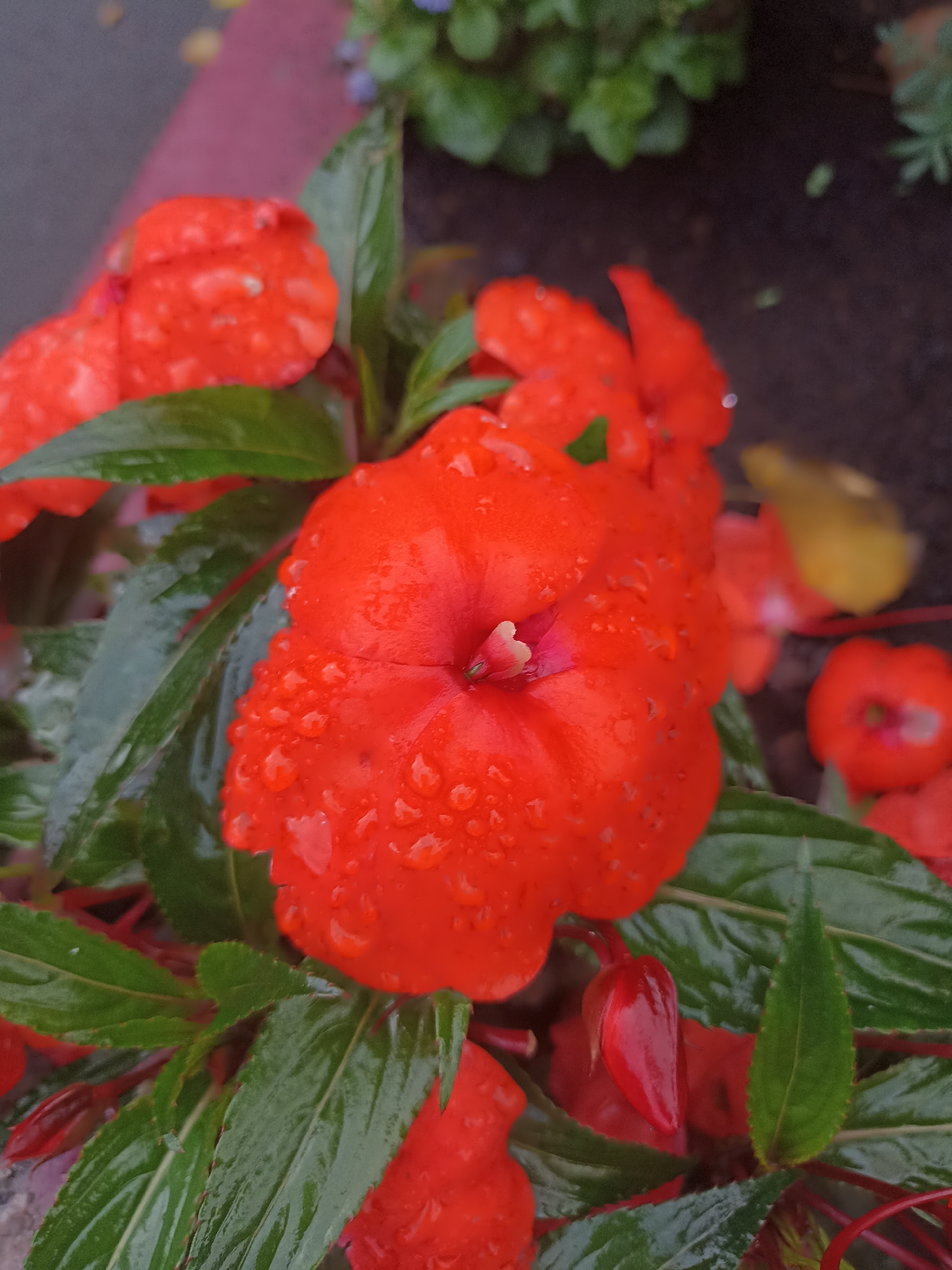 This is a close-up, eye-level, vertical shot of wet, bright orange impatiens flowers and their dark green leaves. The flowers are covered in many small, clear water droplets, indicating recent rain or watering. One large impatiens flower is in sharp focus in the center, revealing its delicate, five-petaled structure and a small, pale pink center. To the left and top of the frame, other orange impatiens flowers are visible, slightly out of focus. A few red buds are also present among the foliage. The background is blurred, showing dark soil, more foliage, and hints of other flowers in muted colors, including a blurry yellow object and a few small blue blossoms. The overall impression is one of vibrant natural beauty, enhanced by the glistening water droplets on the petals and leaves. This scene is consistent with the numerous flower displays found throughout Galway City, Ireland, particularly in public gardens, planters along streets, and window boxes.