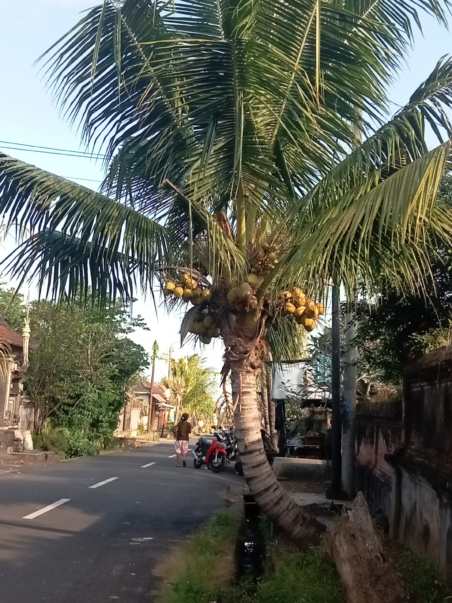 A person walks down a paved road lined with vegetation and buildings. A large coconut tree with many coconuts hangs over the road, its trunk leaning towards the ground. Two motorcycles are parked on the side of the road. The sky is clear and the sun is shining. The scene appears to be in a rural or suburban area.