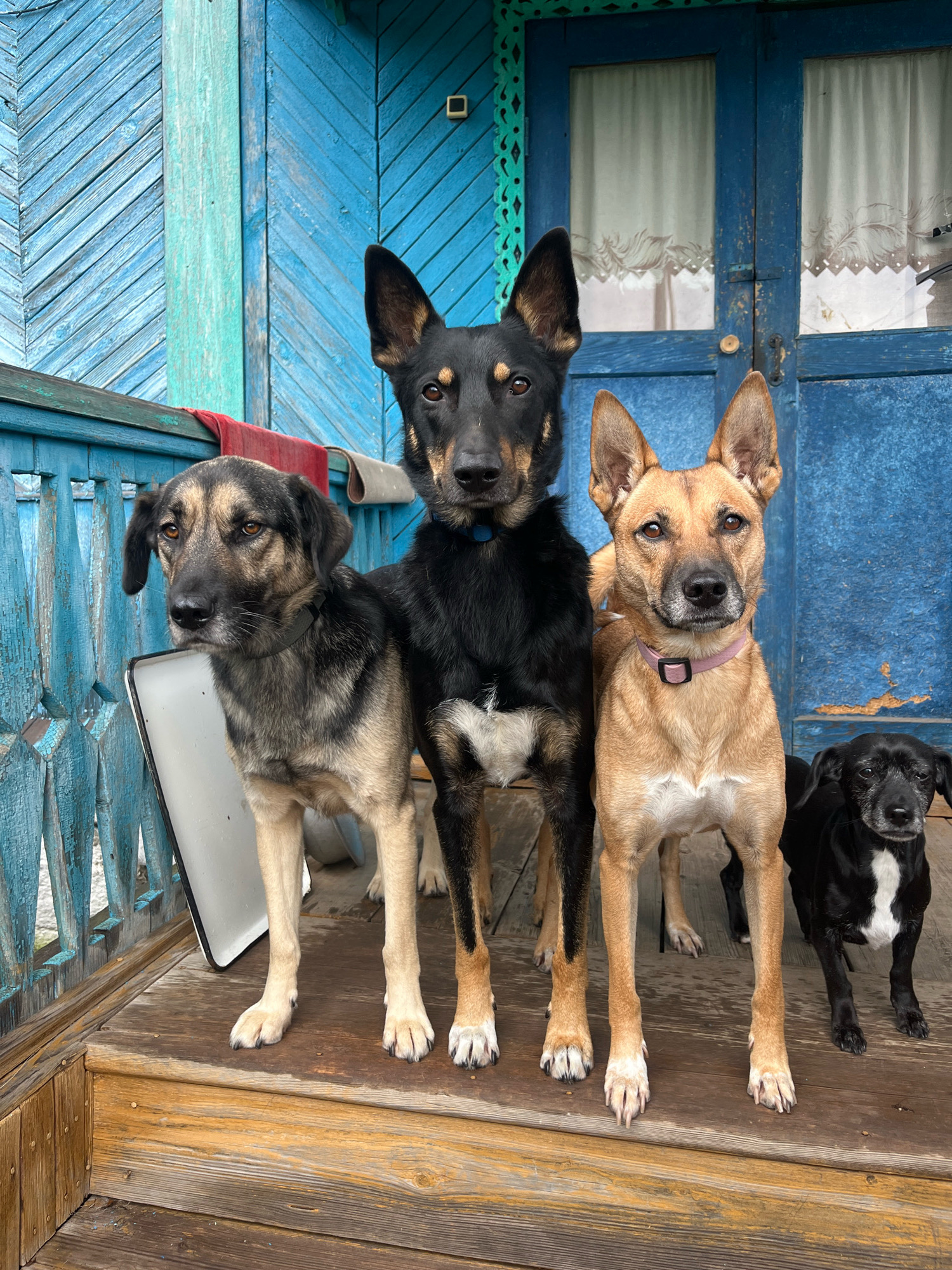 Four dogs are standing on a wooden porch in front of a weathered blue wooden house. The house has blue double doors with white lace curtains visible through the glass. The porch railing and siding are also painted blue, with some areas showing wear and tear. To the left of the dogs, a portion of a white rectangular object is visible. The ground is made of wooden planks, some of which are weathered and discolored. The scene suggests a rural or semi-rural setting, possibly in the city of Nizhny Tagil, Russia, given the architectural style and weathered appearance of the building. The dogs appear to be of various breeds and sizes. A red cloth is draped over the porch railing behind the leftmost dog.