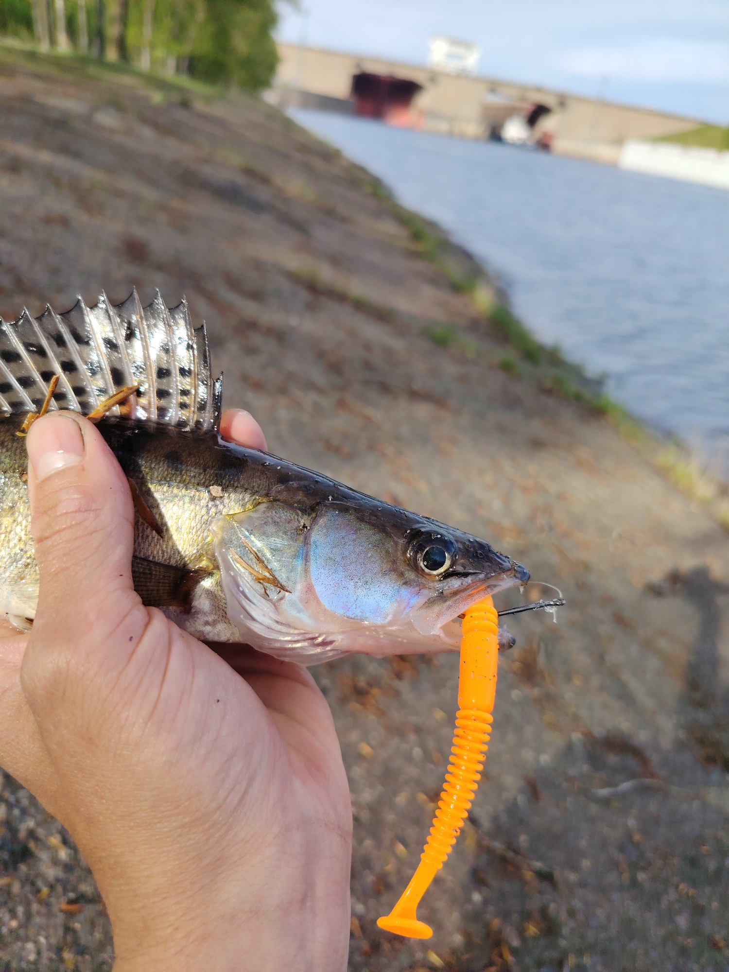 A person holds a freshly caught fish, specifically a Zander, in their hand. The fish has an orange, ribbed lure in its mouth, attached to a hook. The fish's dorsal fin is prominent, with black and white markings.
The setting appears to be near a body of water, with a concrete embankment visible in the background. Further in the background, a bridge-like structure spans the water.
Based on the available information, the location is believed to be in the city of Chaikovsky, Russia.