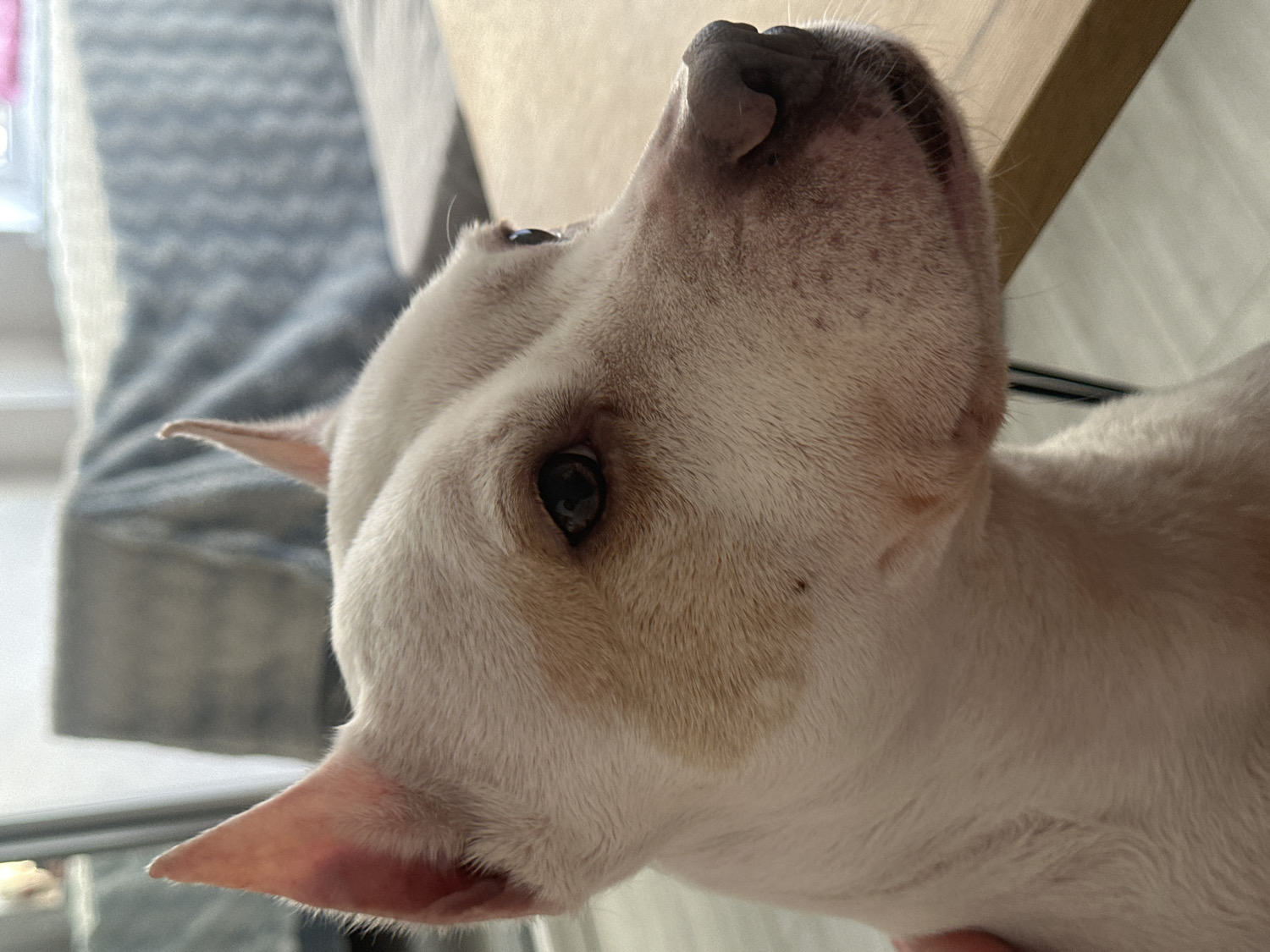 The image captures a close-up, upward-angled view of a white dog's head and upper body, set indoors in Sochi, Russia. The dog, a short-haired breed with dark eyes and a dark nose, has predominantly white fur. There is a faint light brown or tan discoloration visible around its right eye and on its cheek and neck area. Both pointed ears are visible, with the left ear prominent in the lower left of the frame. The dog is looking upwards and slightly to its right, with its head tilted, conveying an attentive and curious expression.
The background is softly blurred. To the left, a grey, patterned fabric, likely part of a blanket or furniture, is visible. Above the dog's head, a light-colored surface, possibly a wall or the underside of a table, can be seen. The lighting suggests it is daytime, with soft natural light illuminating the scene. No text is visible in the image.