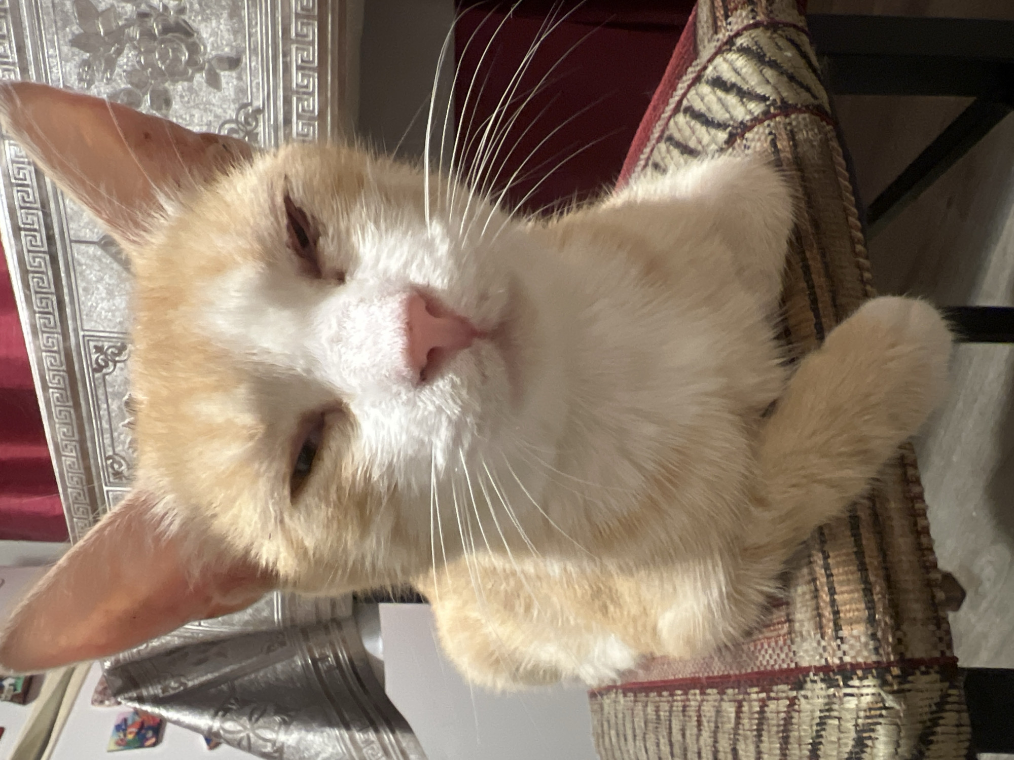 An orange and white cat is sitting on a striped cushion on a chair. The cat has its eyes mostly closed and is looking directly at the camera. The background is blurry and shows a patterned tablecloth, red curtains, and a silver decorative box. The image was taken indoors.