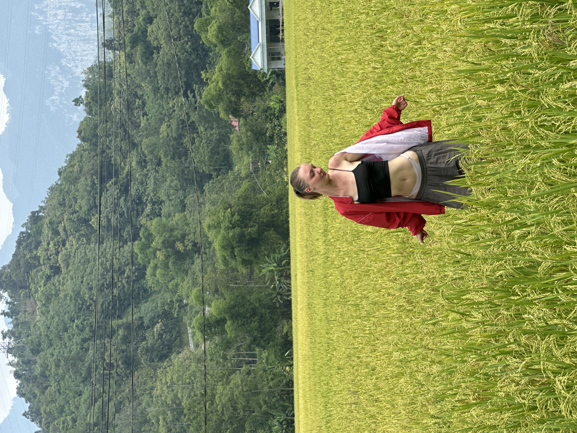 A young woman stands in a vast, vibrant rice field under a bright, clear sky in what appears to be Ngọc Đường Commune, Vietnam. She is positioned in the right half of the frame, wearing a black crop top, dark trousers, and a red jacket draped over her shoulders. Her hair is pulled back, and she looks casually towards the left, appearing relaxed in the natural setting.
The foreground and midground are filled with a lush expanse of golden-green rice plants, indicating a mature or ripening crop. Behind the rice field, a majestic range of green, forested mountains rises, covered in dense tropical vegetation. A house with a distinctive blue roof and white walls is visible nestled at the base of the mountains. Several power lines stretch horizontally across the middle of the scene, passing in front of the mountains. The sky above is a bright blue with scattered white clouds, suggesting a sunny day. No text is visible in the image.