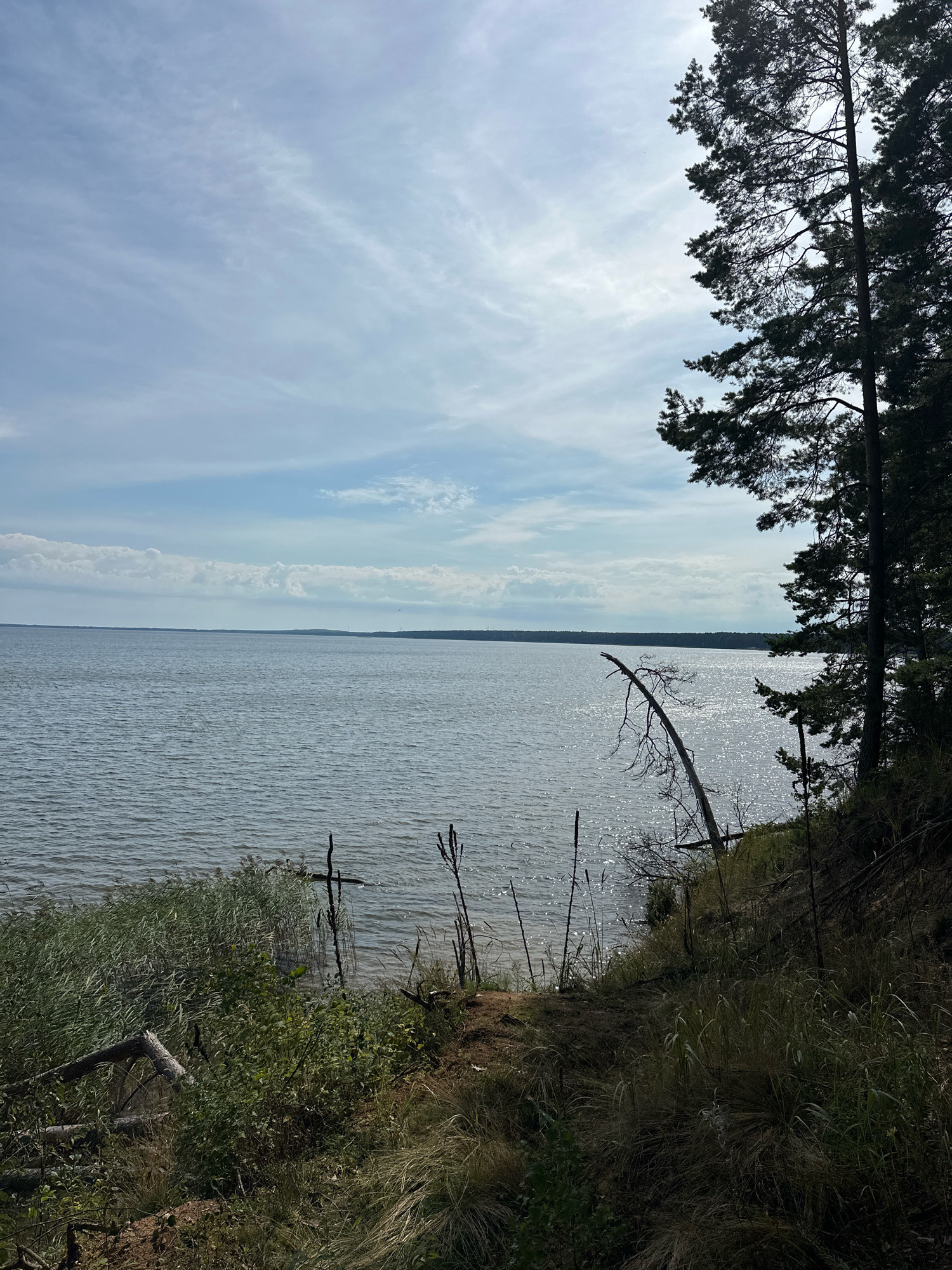 A view of the Naroch Lake in the Naratski Selski Sovet of Belarus. The scene is dominated by the calm, grey water of the lake stretching to the horizon. A distant, dark treeline marks the opposite shore under a pale blue sky with wispy white clouds. In the foreground, a steep, grassy bank slopes down to the water. Tall, dry grasses and scattered green foliage cover the bank, with several dead branches and fallen logs visible. A tall pine tree with dark green needles stands prominently on the right side of the frame, its branches reaching towards the sky. The sunlight reflects off the water's surface, creating a shimmering effect.