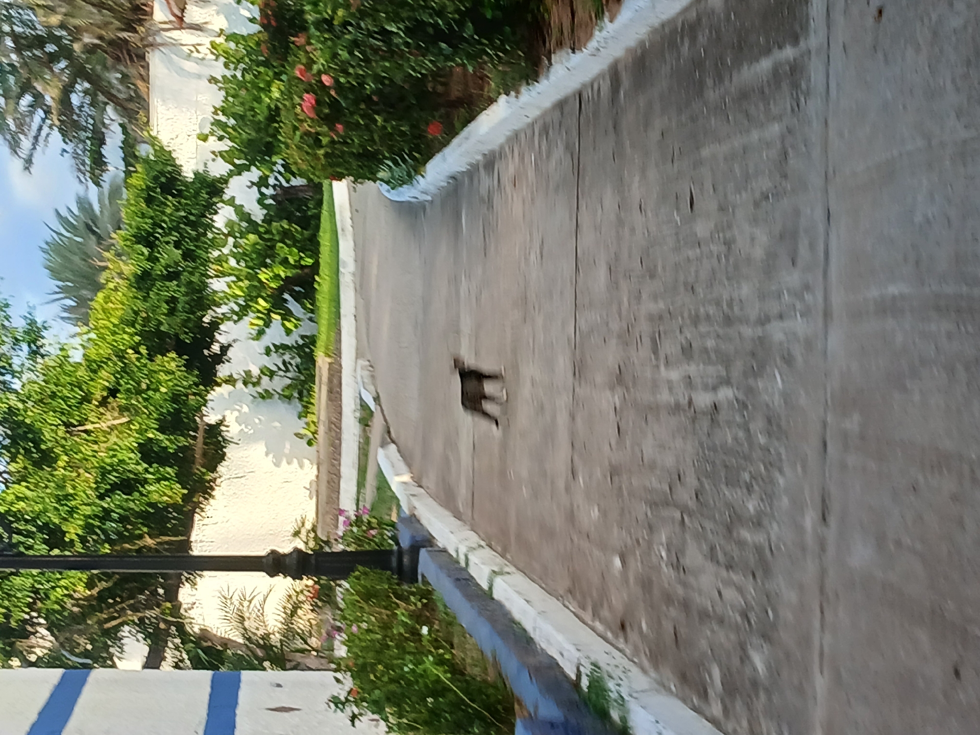 A blurry, medium-shot, outdoor photograph taken in Playa El Agua, Venezuela, shows a grey, short-haired cat walking on a concrete path. The cat is in the center of the frame, facing right. The path curves to the right and away from the viewer. On the left side of the path, there is a white wall with a blue stripe, a black lamppost, and green bushes with some pink flowers. On the right side of the path, there are more green bushes with pink flowers. In the background, there are trees and a white wall. The lighting suggests it is either early morning or late afternoon.