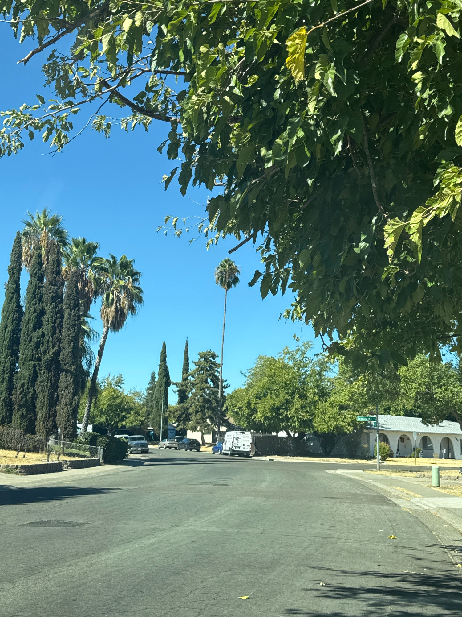 The image captures a street scene in Citrus Heights, California, on a clear, sunny day. Tall, slender cypress trees and several palm trees line the left side of the road, with lush green foliage from deciduous trees forming a canopy over the street in the foreground. The asphalt road curves gently to the right, with a sidewalk and residential properties visible on the right side. One house features a white facade with arched doorways and windows, surrounded by green lawns and more trees. Several cars are parked along the street, including a silver pickup truck, a dark sedan, and a white van. A street sign reading "Sandala St" is visible on the right side of the road. The overall impression is a quiet, suburban neighborhood.