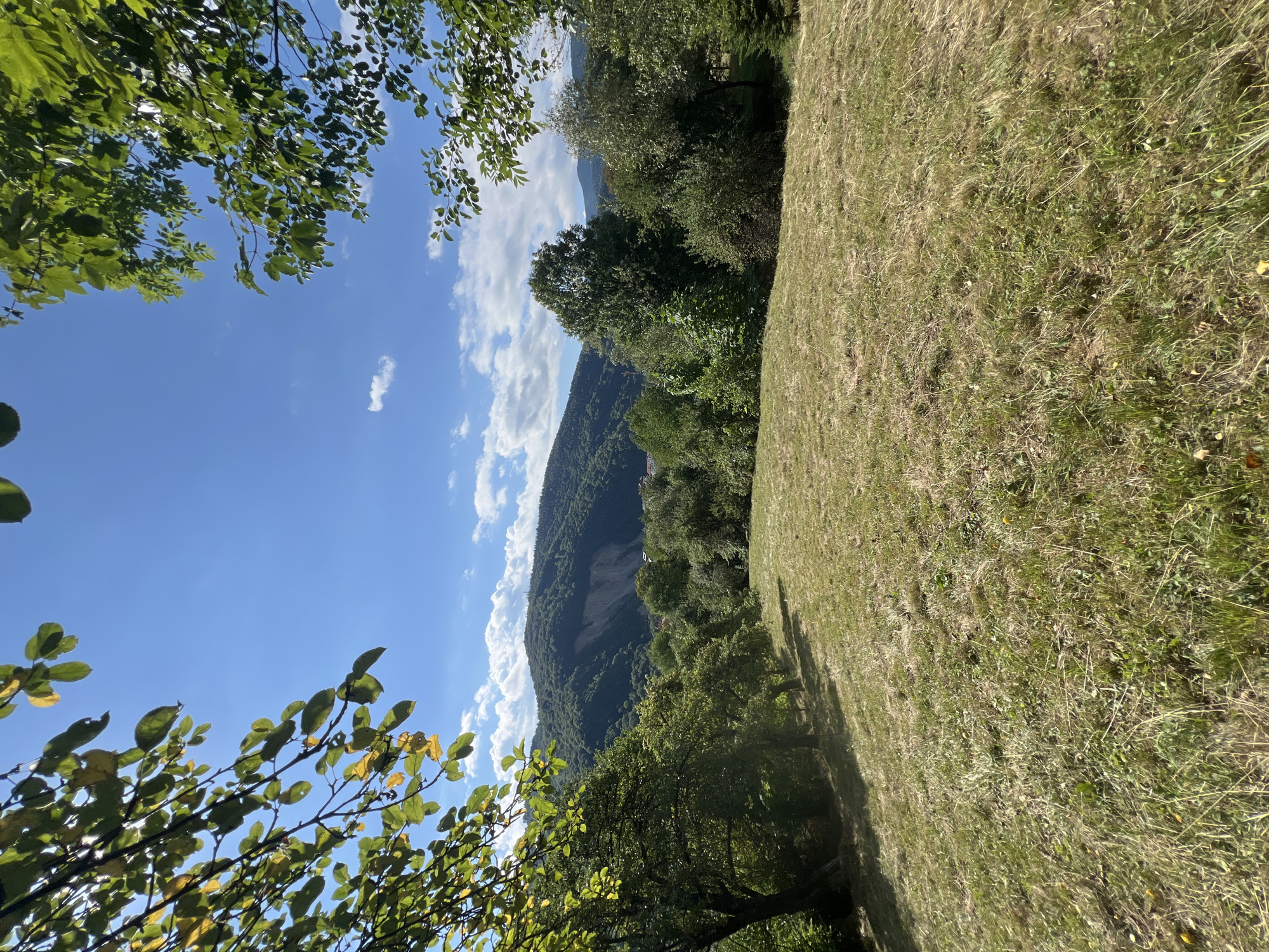 The image depicts a panoramic view of a verdant landscape under a bright blue sky dotted with fluffy white clouds. In the foreground, a grassy meadow slopes gently downwards, with dry, straw-like grass interspersed with patches of green. Sunlight casts dappled shadows across the meadow, suggesting a warm day. Framing the scene from the top left and right are the leafy branches of trees, their green foliage partially obscuring the sky.
In the middle ground, a dense line of diverse trees stands tall, creating a natural boundary between the meadow and the distant mountains. The trees vary in size and shade of green, with some appearing more mature and broad-leafed, while others are smaller and more shrub-like. Beyond the trees, the landscape rises into rolling hills covered in a thick forest.
The background is dominated by a large mountain range, its slopes a rich green, indicating dense tree cover. A notable feature on the mountain's face is a large scar or landslide, a lighter colored patch that contrasts with the surrounding vegetation. A small settlement, characterized by a few buildings with red roofs, is visible nestled among the trees at the base of the mountain on the left side of the frame. The overall atmosphere is one of natural beauty and tranquility, characteristic of a rural or mountainous region. This scene is likely located in the vicinity of Yaremche, Ukraine, a city known for its stunning Carpathian mountain scenery and lush forests.