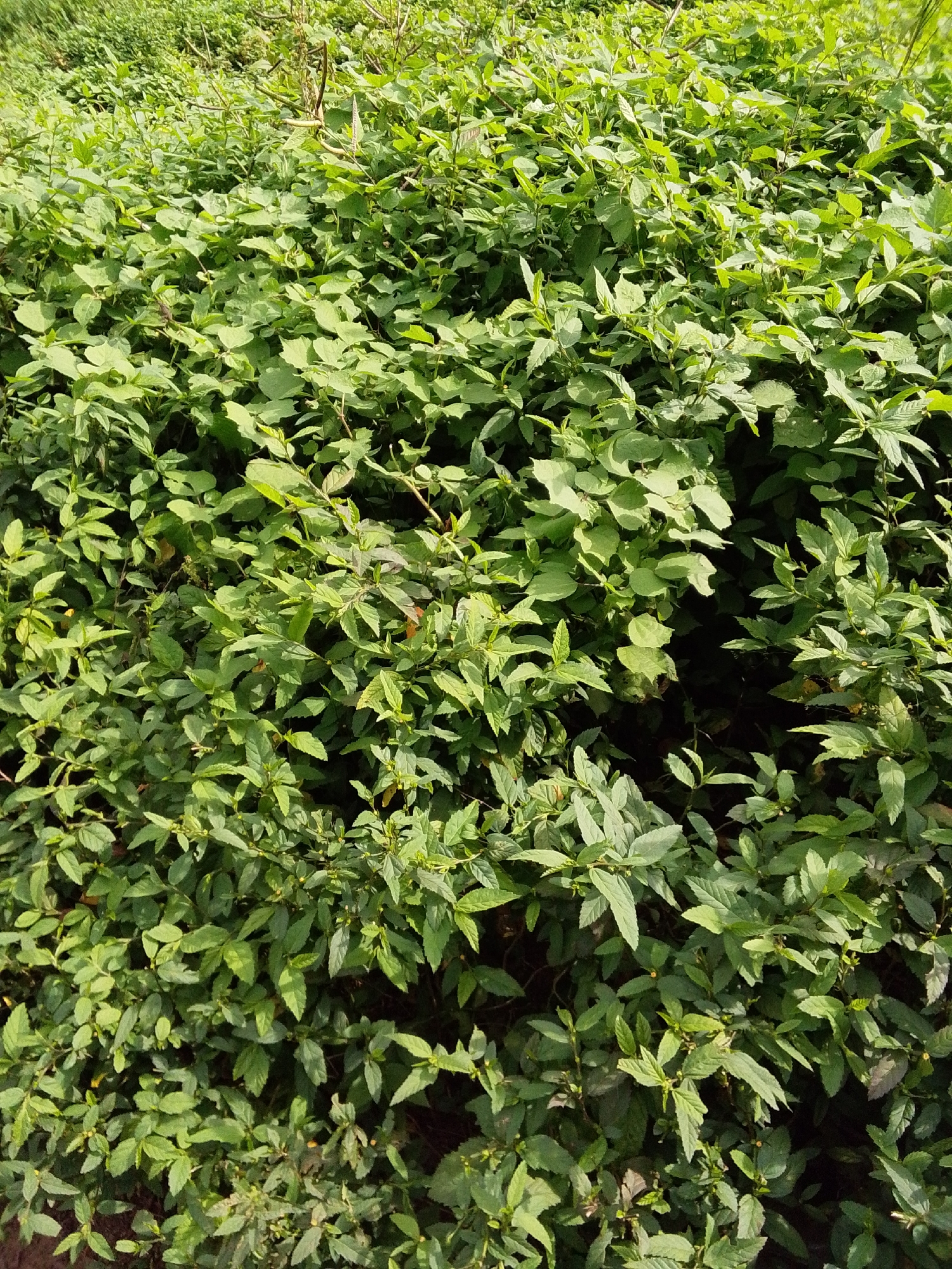 This is a high-angle, full-frame, close-up, vertical shot of a dense, green, leafy bush under bright sunlight. The bush is composed of numerous small, ovate to lanceolate leaves with serrated edges, growing on thin, woody stems. The leaves are a vibrant green, with some showing variations in shade due to light and shadow. The texture of the foliage is rough and varied, with some leaves appearing smooth and others more textured. The overall impression is one of lush, overgrown vegetation, with no discernible features of a city, such as buildings, roads, or people. The scene is entirely natural, with the focus being solely on the plant life. The lighting suggests an outdoor environment, likely during the day.