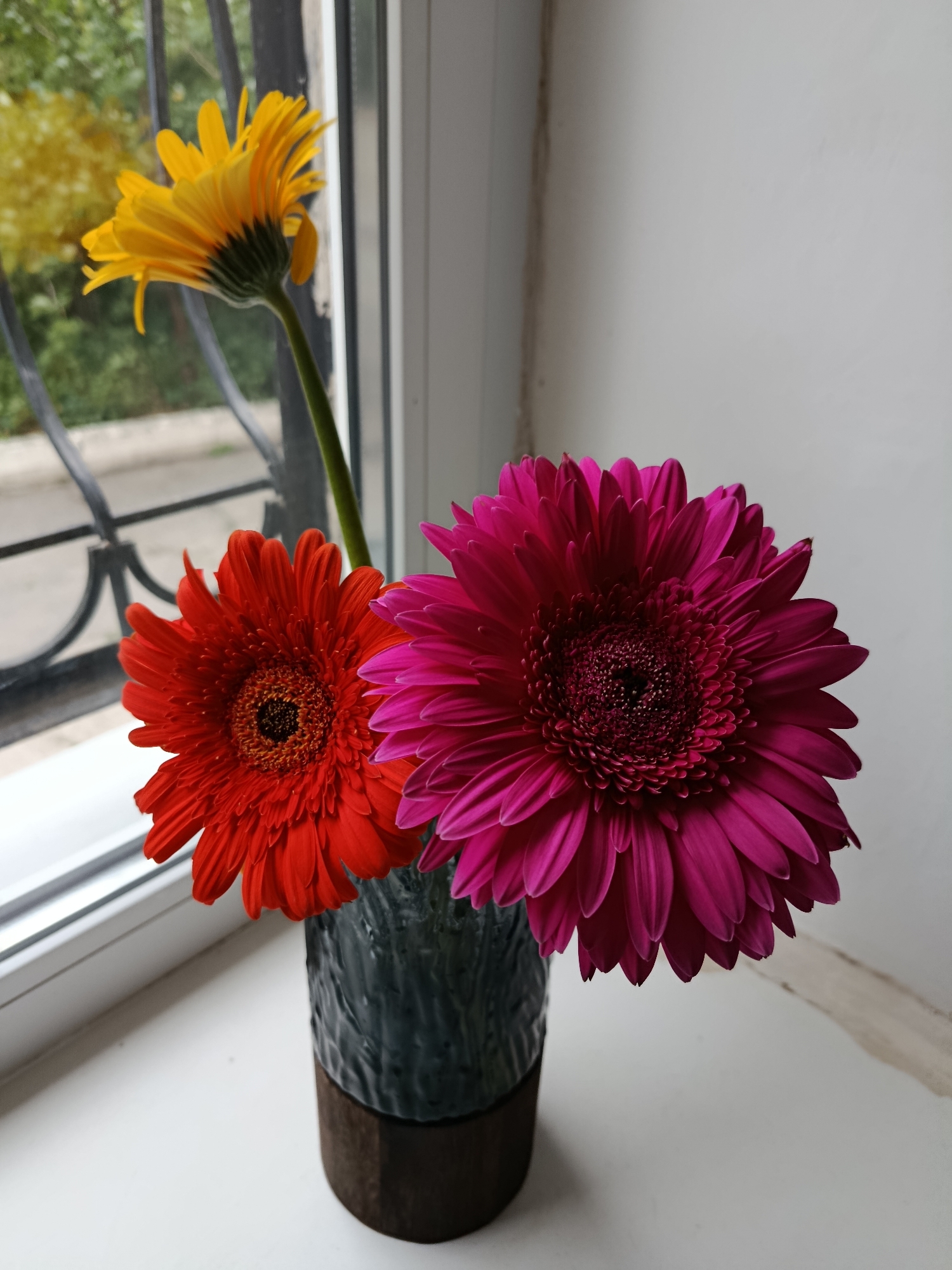 A still life photograph depicts three gerbera daisies in a vase on a windowsill. Two of the gerbera daisies are a vibrant red and a deep pink, positioned in the foreground, their petals fanned out. A third yellow gerbera daisy is positioned behind and to the left of the other two, its stem extending upwards and to the left. The flowers are in a dark, textured vase, which rests on a white windowsill. Beyond the flowers, a window shows a blurred view of greenery and what appears to be a metal grate, suggesting an urban setting. The lighting appears to be natural, coming from the window. This scene is consistent with an indoor domestic setting in Saratov, Russia, where such floral arrangements are common. There are no people or animals present.