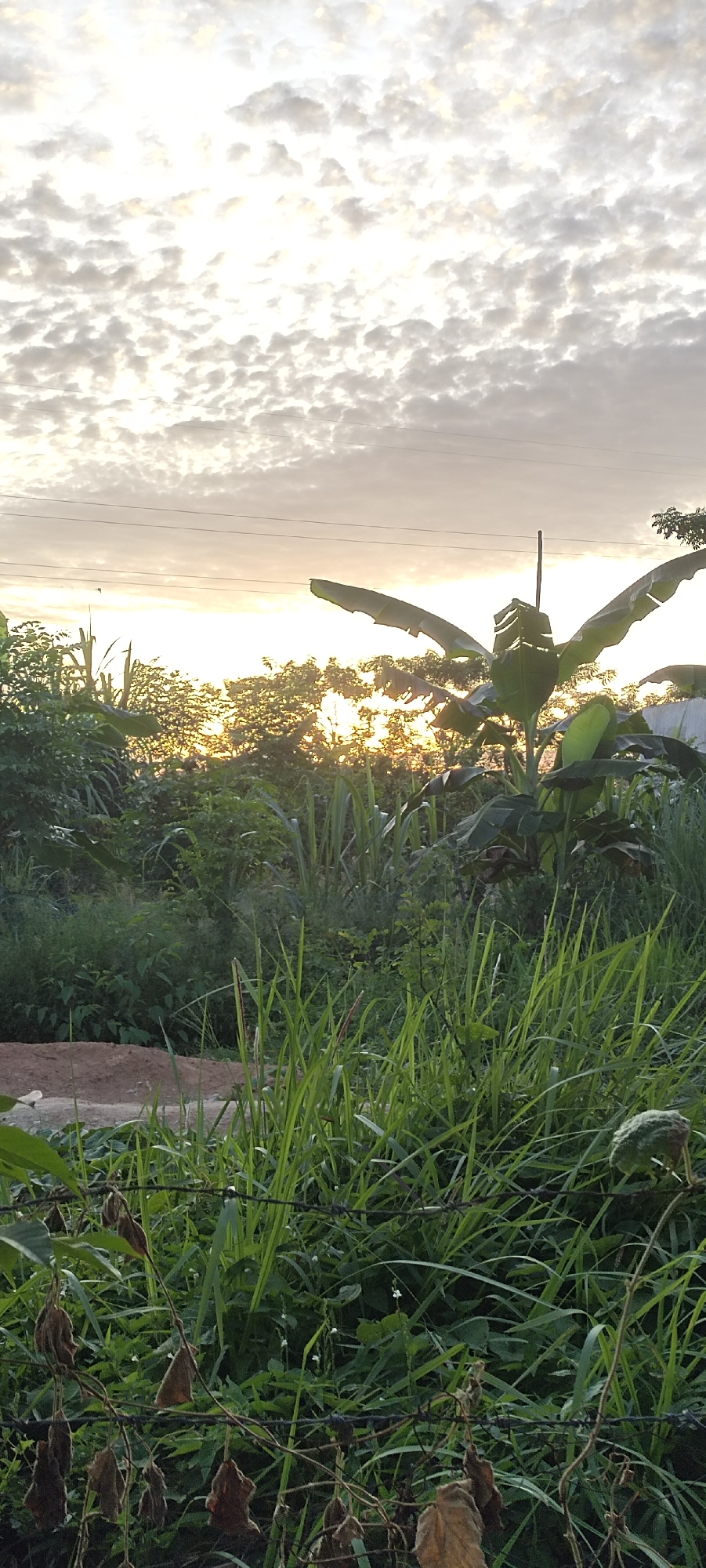 The image shows a landscape, likely in Lhokseumawe, Indonesia, featuring dense vegetation under a sky with scattered, textured clouds lit by a setting or rising sun. Tall grasses and various green plants dominate the foreground and midground, with a banana tree visible on the right. There's a glimpse of what may be a path or dirt area among the vegetation. A barbed wire fence is present in the lower portion of the frame. The light suggests either dawn or dusk. No people are visible.