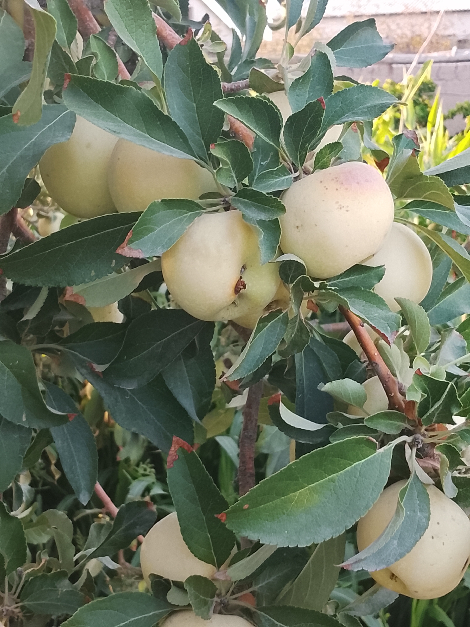 This is a close-up photograph of ripe apples growing on a tree. The apples are a pale yellow or greenish-yellow color, with some showing a slight blush of pink. They are partially obscured by the tree's lush green leaves, some of which have brown tips, suggesting they may be nearing the end of their growing season. The branches are brown and woody. The background is softly blurred, showing hints of greenery and possibly a structure in the distance, suggesting an outdoor environment. There are no people or animals visible in the image. The lighting suggests it is daytime, likely with natural sunlight filtering through the leaves. The image appears to be taken in Qoraqosh, Uzbekistan, given the contextual information.