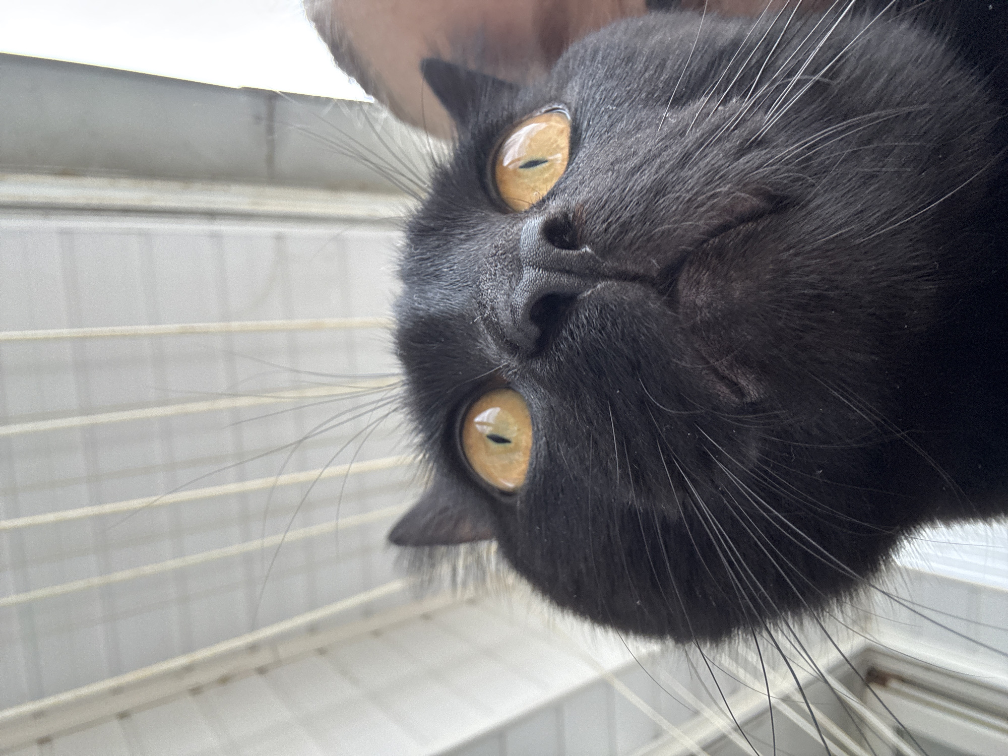 A black cat is captured in a close-up, upside-down portrait, its head dominating the right side of the frame. The cat has sleek, dark fur and piercing, round yellow-orange eyes that gaze directly forward, reflecting a bright light source. Its nose is a dark, prominent feature, and numerous long, white whiskers fan out from its muzzle. A glimpse of a human hand or arm is visible at the very top of the image, suggesting the cat is being held.
The background is a bright, soft white area with subtle horizontal lines, which could be a window blind, a clothes drying rack, or part of a building structure, indicating an indoor or balcony setting. The overall lighting is bright and diffused, suggesting daytime conditions. The cat's expression is one of curiosity and alertness, perhaps even playfulness given its inverted orientation. This intimate moment with the pet takes place in what appears to be a domestic environment in Chaikovsky, Russia. No visible text is present in the image.