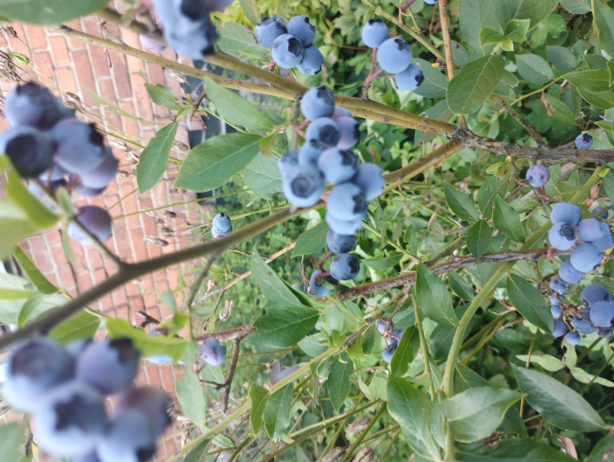 The image shows a close-up view of a blueberry bush with ripe blueberries and green leaves. The bush is in focus in the foreground, with a brick wall visible in the blurred background. The scene appears to be outdoors, possibly in a garden or a park. There are no people or animals visible in the image. The lighting suggests it is daytime. The overall impression is one of a natural, healthy plant producing fruit. No specific location in Sumy, Ukraine, can be identified from this image alone, as it is a generic depiction of a blueberry bush.