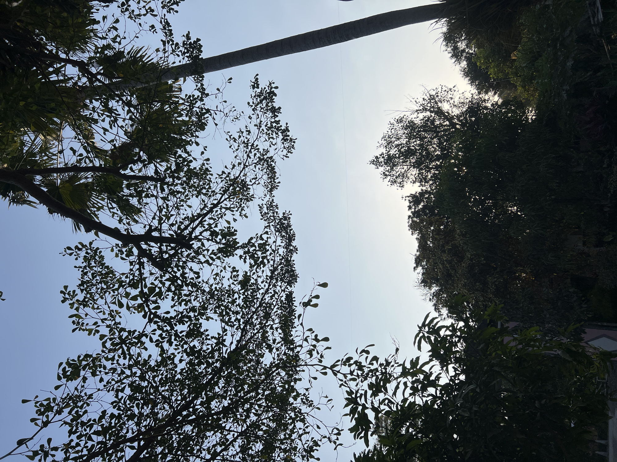 The image captures a view of trees against a pale blue sky. In the foreground, a tree with dark green leaves and thin branches dominates the left side of the frame, with some of its leaves appearing to be in silhouette against the sky. Further back, to the right, a tall, slender palm tree stands, its trunk dark and textured. Behind the palm tree, more foliage and trees are visible, their shapes blurred by the distance and lighting. The sky is mostly clear, with a subtle gradient from a lighter hue near the horizon to a deeper blue at the top. Two thin, horizontal lines, possibly wires, are visible in the sky between the trees. The overall impression is one of a natural landscape, likely in a semi-urban or rural setting, with a focus on the interplay of light and shadow on the vegetation. The location is identified as Tlogoadi, Indonesia.
