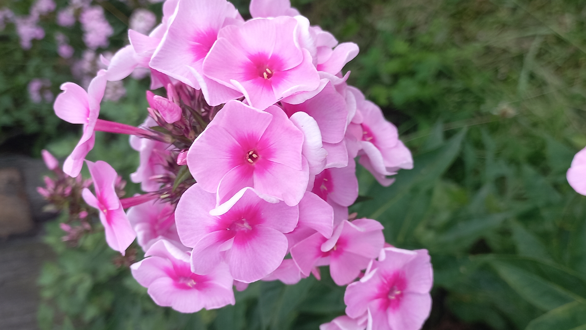 The image shows a cluster of vibrant pink phlox flowers in bloom, with a blurred background of green foliage and a hint of a wooden structure. The flowers are the central focus, with their delicate petals and bright pink centers catching the light. The overall scene is one of natural beauty, likely captured in a garden setting within the Стрэшынскі сельскі Савет, Belarus, during the blooming season.