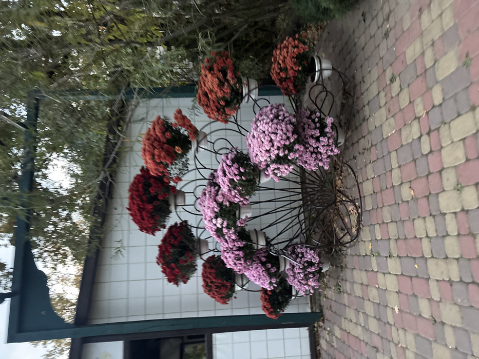 An outdoor scene in Lisne, Ukraine, displays a large, ornate, dark-colored metal stand shaped like a half-wheel or fan, centrally positioned. This stand supports numerous white potted chrysanthemum plants, arranged at varying heights. The chrysanthemums exhibit distinct clusters of colors: vibrant red, deep orange, and light to dark pink/purple.
To the left, a building with white rectangular tiles on its exterior wall is partially visible. A dark-framed window or opening is present on this wall. A dark green architectural element, possibly a support beam or part of an archway, extends vertically along the left edge of the image and horizontally across the top.
To the right and in the background, dense green foliage, consistent with trees or shrubs, forms a natural backdrop.
The ground area in the foreground and beneath the flower stand is paved with rectangular interlocking pavers. These pavers are arranged in a checkered pattern, featuring shades of red, pinkish-brown, and light beige/tan. A few scattered dry leaves are visible on the paved surface. No individuals or animals are present in the scene. The lighting suggests ambient daylight, possibly overcast or late afternoon.