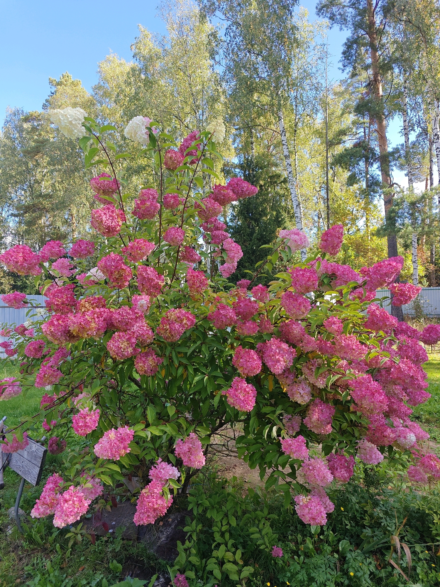The image captures a vibrant pink hydrangea bush in full bloom, set against a backdrop of tall trees with a clear blue sky above. The bush is densely packed with conical clusters of pink flowers, some transitioning to white at the tips, suggesting a late summer or early autumn setting. Green leaves are interspersed throughout the branches. In the lower left, a small wooden sign is partially visible, leaning against the bush. The ground around the bush is covered with grass and some smaller green plants. A light-colored fence can be seen in the background, separating the garden from a wooded area with birch and pine trees. The lighting suggests it is daytime, with sunlight illuminating the scene. The location is Trubino, Russia. There are no people or animals present in the image.