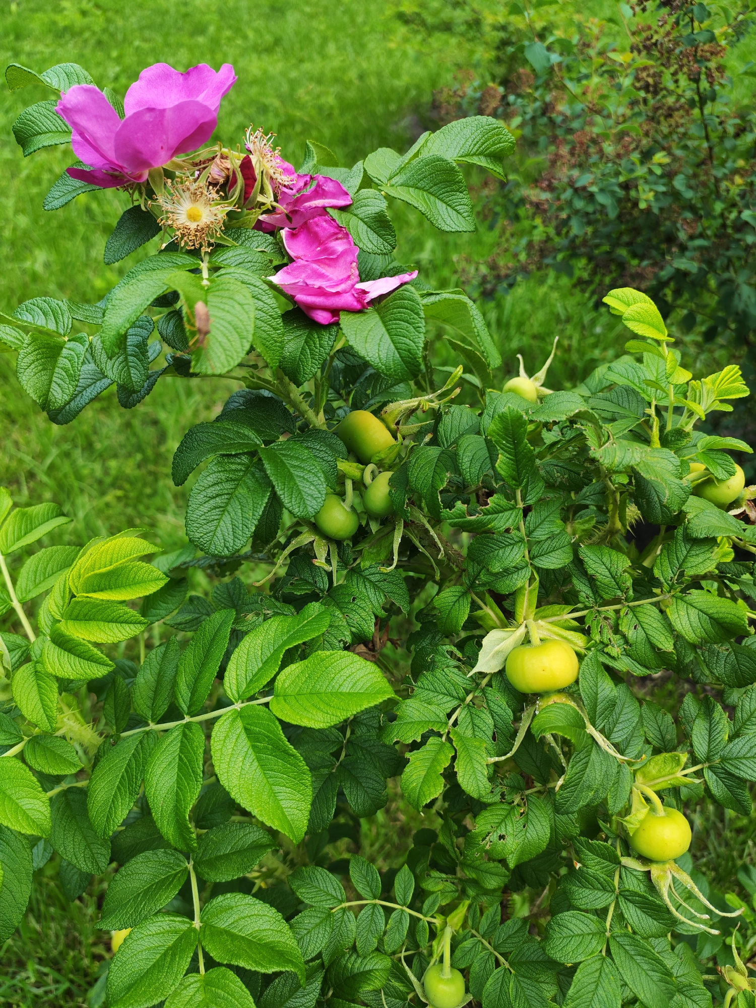 The image shows a close-up view of a rosehip bush with pink flowers and green rosehips. The bush has abundant, serrated green leaves. Several bright pink rosehip flowers are visible at the top, some fully bloomed and others wilting. In the center and lower parts of the frame, numerous small, round, lime-green rosehips are interspersed among the leaves. The background consists of blurred green foliage and grass, suggesting an outdoor setting, likely in a garden or natural environment. The lighting appears soft, indicating it might be daytime, possibly overcast or late afternoon. The overall impression is one of natural growth and the transition from flowering to fruiting in a plant. There is no visible text in the image. The location context is Kurgan, Russia.