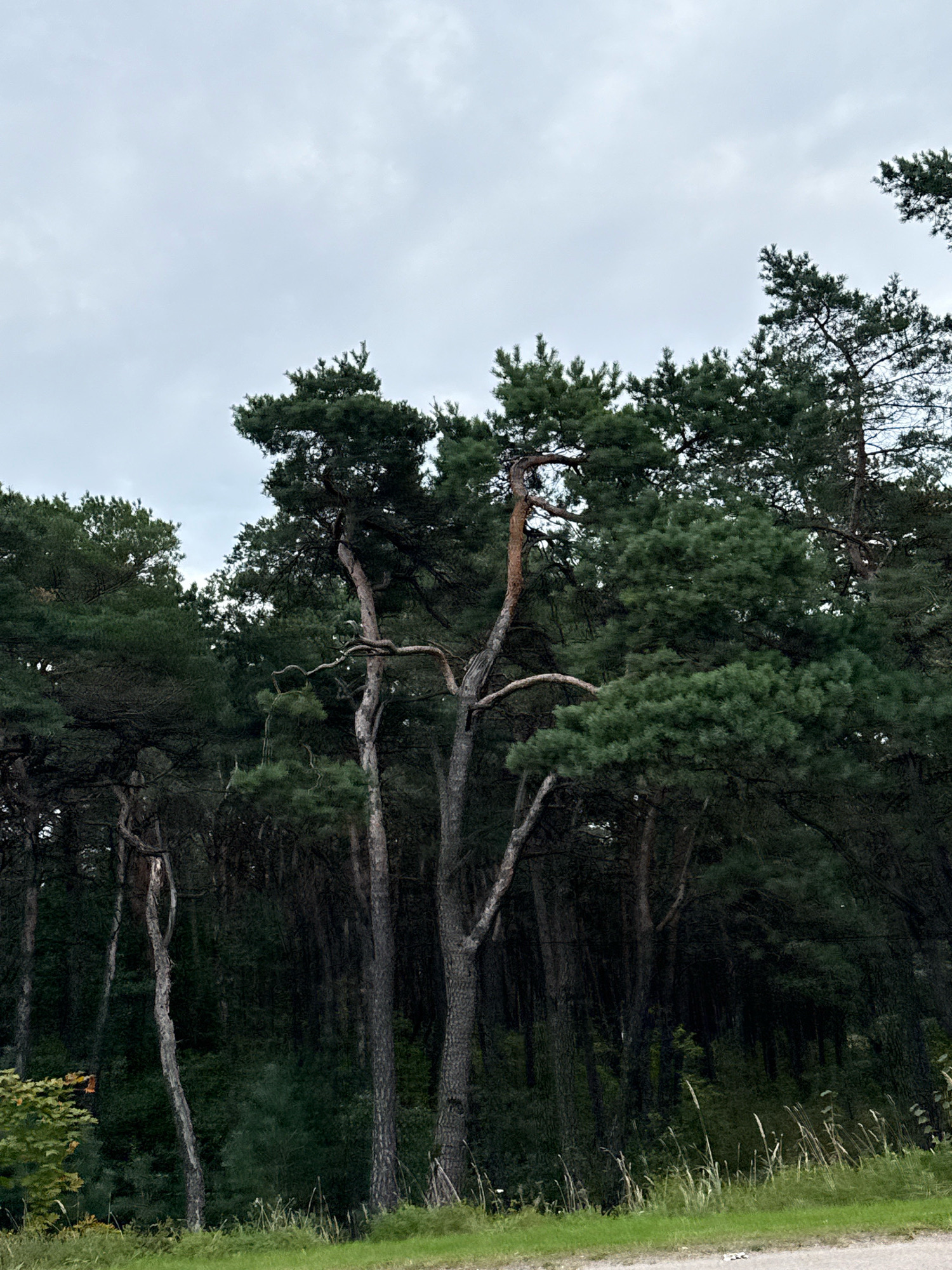 The image depicts a dense forest under an overcast sky. The dominant feature is a collection of tall pine trees with dark green needles and rough, textured bark. Some of the trees have distinctive, twisted branches. In the foreground, there is a patch of dry grass and some lighter green vegetation, suggesting a clearing or the edge of the forest. The overall impression is of a natural, somewhat somber landscape. There are no people or man-made structures visible in this image, and no discernible actions are taking place. The scene appears to be a section of the Nõmme-Mustamäe Landscape Protection Area in Tallinn, Estonia, known for its pine forests.