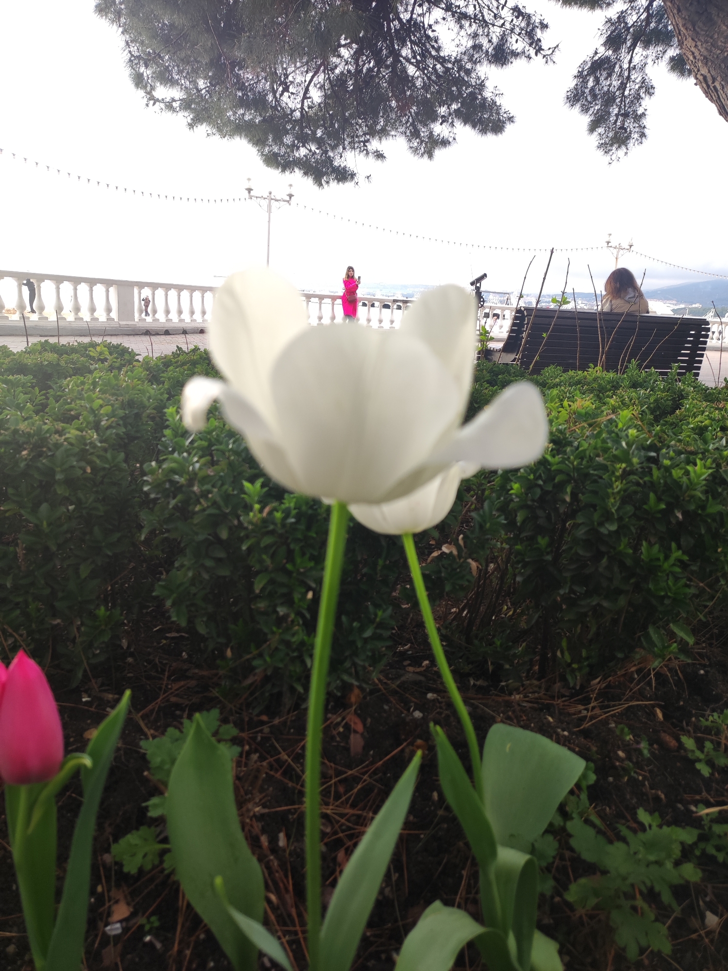 A close-up shot features a white tulip in the foreground. To the left, there is a pink tulip. These tulips are in a garden bed with dark soil and green foliage.
In the background, the city of Gelendzhik, Russia is visible. A white balustrade borders a walkway with ornate lampposts. A person in pink stands near the railing. To the right, another person is sitting on a bench. Overhanging trees frame the top of the scene.