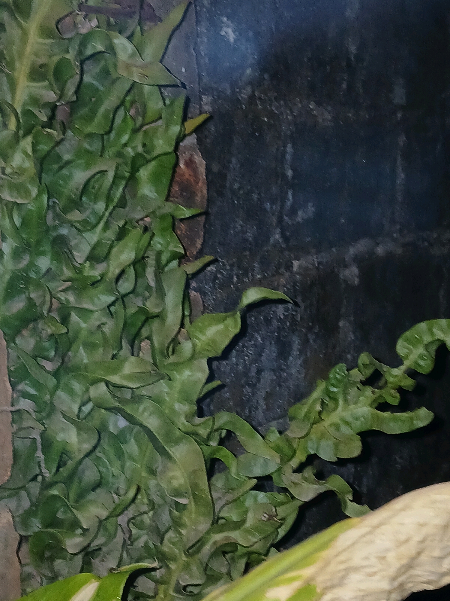 A close-up, vertical shot shows vibrant green, wavy leaves of a plant set against a dark, textured background. The leaves exhibit a rich, deep green hue, with some areas appearing slightly lighter due to subtle lighting variations. The background is a dark, mottled surface that could be a wall or rock, with faint lighter speckles scattered across it, suggesting an uneven or weathered texture. The scene has a natural, possibly botanical or terrarium-like setting, with no visible human presence or distinct urban features that would indicate a specific location within Pangkalpinang, Indonesia. The lighting is dim, creating a moody atmosphere, and the focus is primarily on the intricate patterns and textures of the plant's foliage.