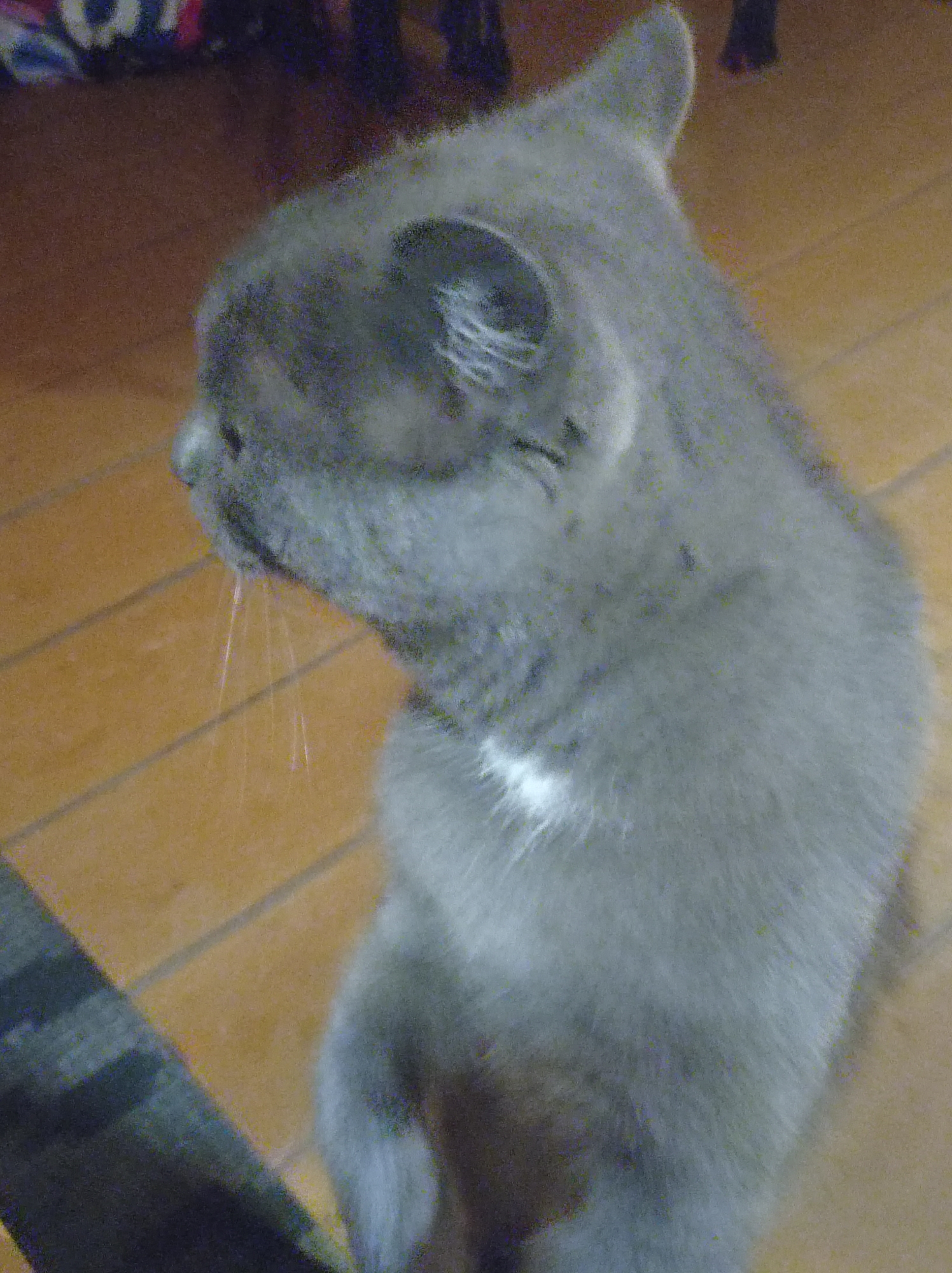 This image shows a gray cat, possibly a British Shorthair, standing on a wooden floor indoors. The cat is facing to the left, with its head turned downwards, and appears to be looking at something on the floor. There are whiskers visible extending from its muzzle. A small patch of white fur is visible on its chest. The background consists of a wooden floor with visible planks and a dark, out-of-focus object on the left side of the frame, possibly a piece of furniture or another object. The lighting is dim. There is no indication of the city of Degtyarsk, Russia, or any other location within the image itself.