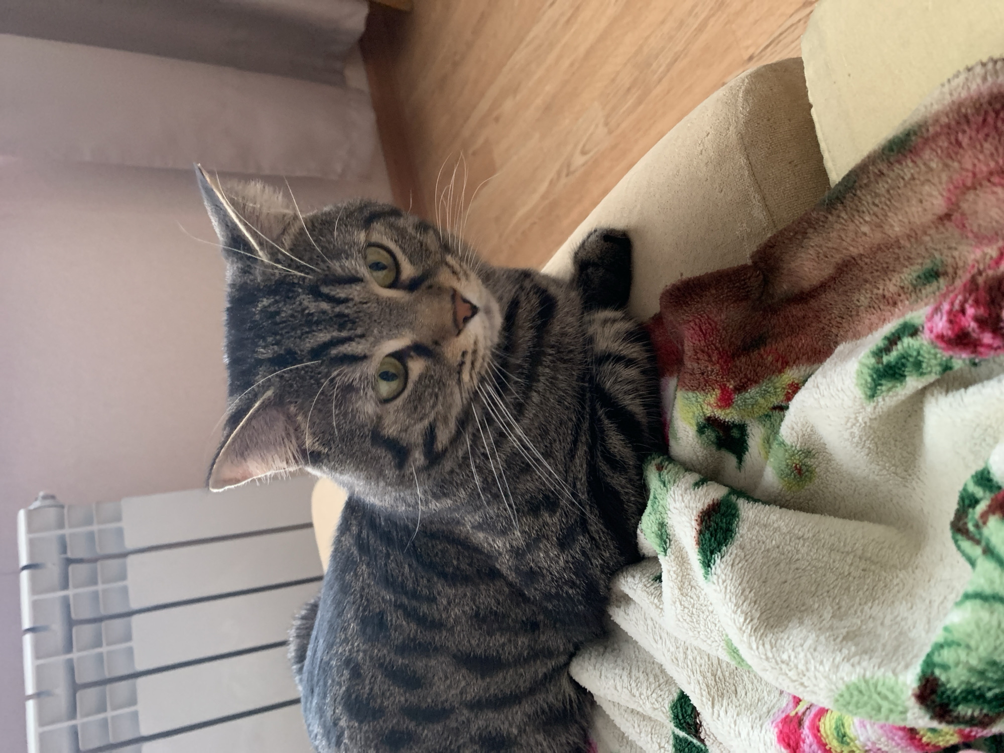 A tabby cat with green eyes is lying on a cream-colored couch covered with a patterned blanket. The blanket has designs of white, green, pink, and red. Behind the cat, a white radiator is visible against a wall with sheer curtains in the background. The floor is made of light brown wood.