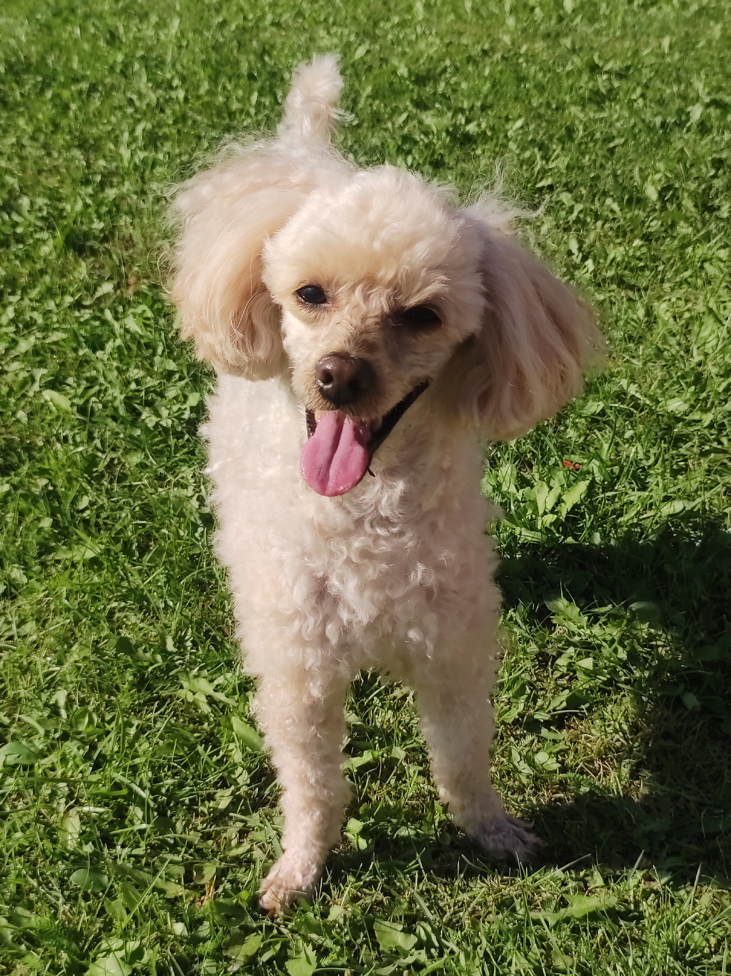 A light-colored toy poodle stands on a lawn of green grass. The dog is facing forward with its tongue hanging out. The dog's fur is curly and appears to be a cream or light apricot color. The background is a blur of green grass, suggesting an outdoor setting. There is no indication of the dog's location within the city of Фоки, Russia, or any other specific location.