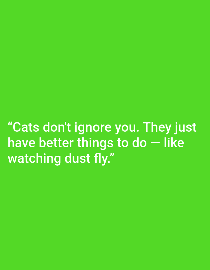 The image is a photograph of a bright green background with white text. The text reads: "Cats don't ignore you. They just have better things to do — like watching dust fly.” There are no people, subjects, objects, actions, interactions, or environmental details to describe. The image is not located in Kępno, Poland.