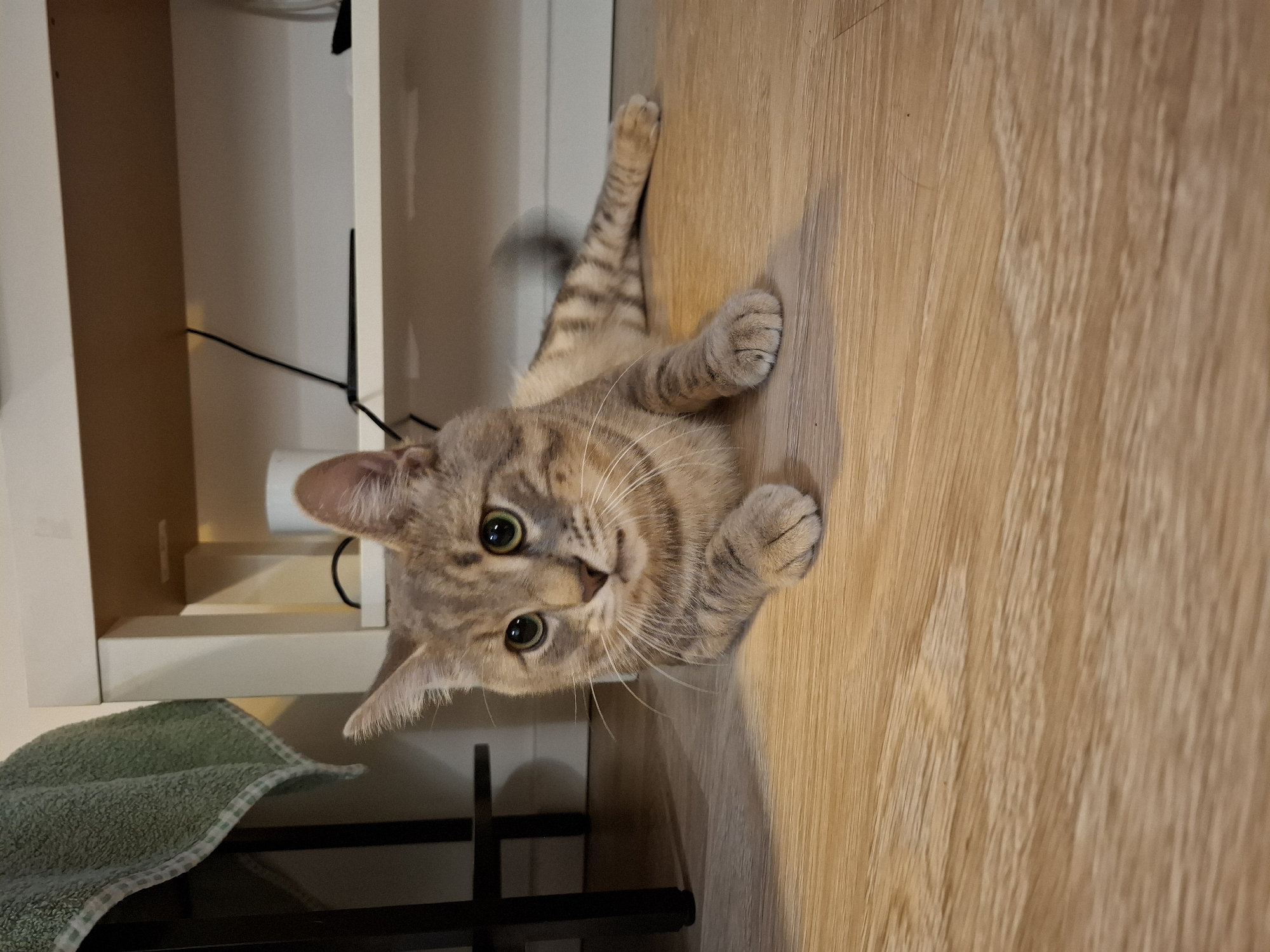 A tabby cat is lying on a wooden floor in front of a white shelf unit. The cat is facing to the left, with its body extended and its front paws tucked underneath. The cat has green eyes and a striped coat. Behind the cat, the shelf unit has several items on it, including a white cup and a black cord. To the left of the shelf unit, a green towel hangs from a dark frame. The floor is made of light-colored wood planks. The scene appears to be indoors, likely in a residential setting. It is not possible to determine the location in Zemun Urban Municipality, Serbia from the image.