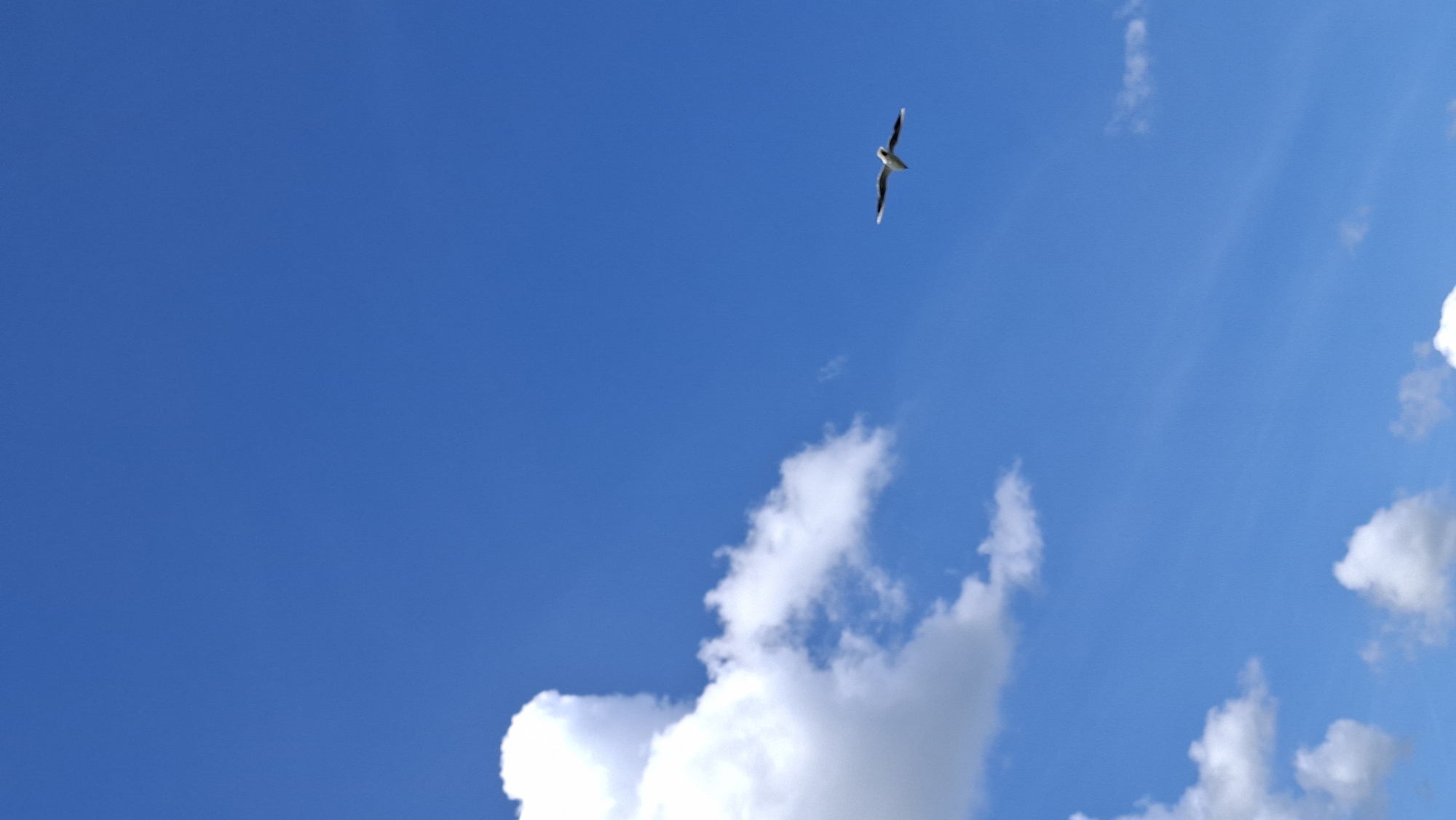 A single white seagull is captured in mid-flight against a vibrant, cloud-dappled blue sky. The bird is positioned towards the right side of the frame, its wings spread wide, angled slightly downwards, suggesting a glide. Its body is predominantly white with black wingtips and a dark beak. In the lower left quadrant, a cluster of fluffy white cumulus clouds dominates the left side of the sky, with smaller, wispy clouds scattered across the expanse. The overall impression is one of open space and natural beauty. This image could be from anywhere with a clear sky and birds, including the city of Smalyavichy, Belarus, known for its natural landscapes.