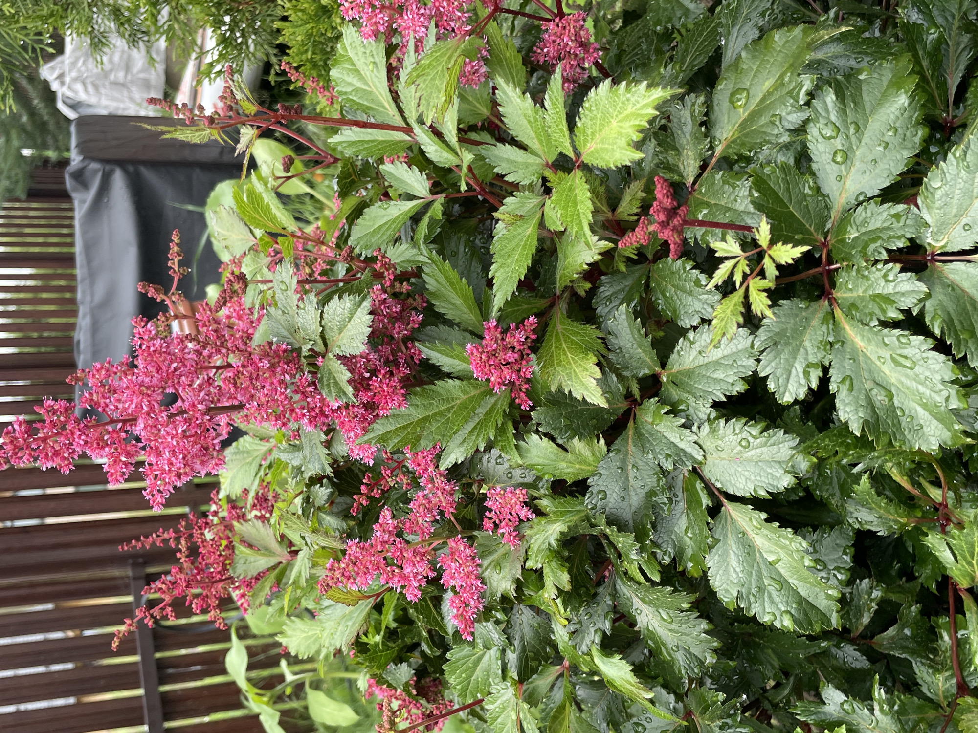 The image shows a close-up view of a cluster of vibrant pink astilbe flowers with green, serrated leaves, speckled with water droplets, suggesting recent rain. The plant is situated in a garden setting, with a blurred background of a brown wooden fence, a black tarp-covered object, and a hint of evergreen foliage. The scene appears to be outdoors, possibly a residential backyard, given the fence and garden plants. There are no people or animals visible in the frame. The lighting suggests an overcast day. The location is specified as Solov'evka, Russia.