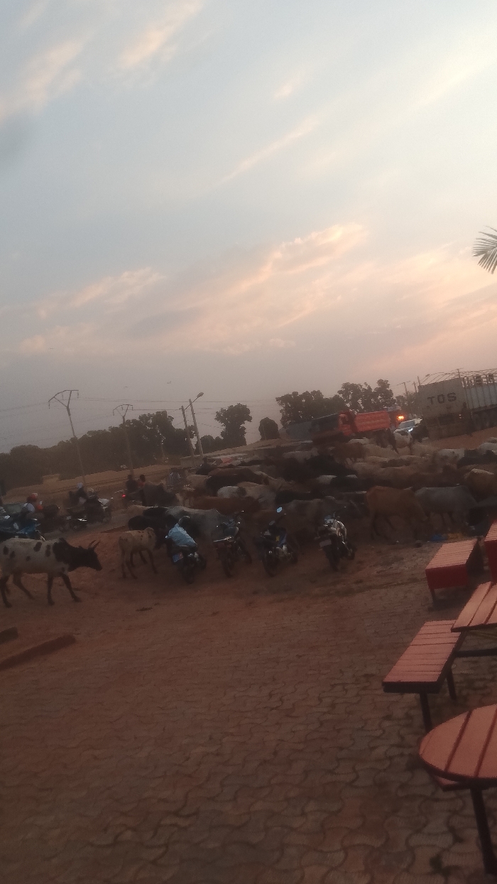 A large herd of cattle mingles with motorbikes and people in a dusty, open area. In the background, a red truck and a white truck with "TOS" on its side are visible. Overhead power lines stretch across the landscape, adding to the scene's industrial feel. The sky is light blue and orange, suggesting sunrise or sunset, and a few palm fronds are seen at the edge. In the lower right corner are brown picnic tables.