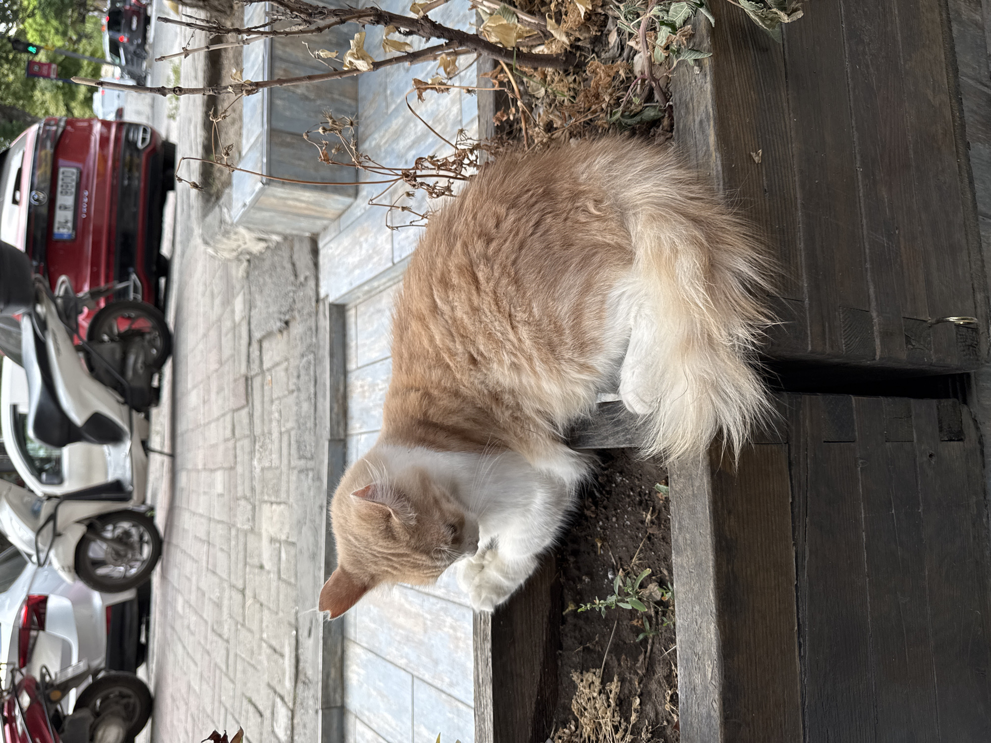 An orange and white cat is resting in a wooden planter. The planter is filled with dirt and some dry plants. The cat is curled up, with its head resting on its paws. The cat's fur is long and fluffy. The planter is on a sidewalk, and in the background, there are several vehicles, including a red car and a white scooter. The scene appears to be in a city, possibly Gungoren, Turkey, given the license plate on the red car which reads "34 R 8800," and the "34" is a common prefix for Istanbul, Turkey, which includes Gungoren. The overall atmosphere is relaxed and peaceful.