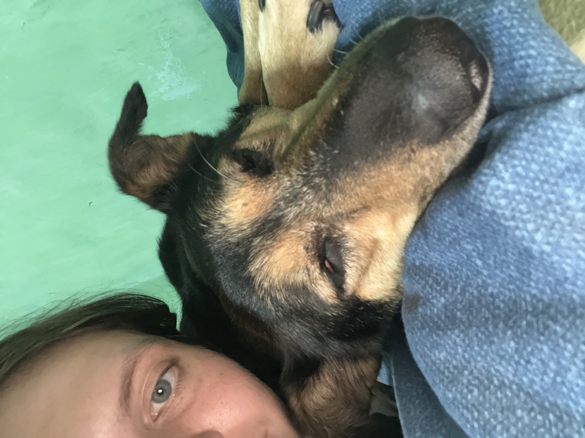 The image presents a close-up, indoor portrait featuring a human and a dog resting together. In the upper left quadrant, a portion of a human face is visible, showing a light-colored eye with a blue-grey iris looking directly towards the camera. Dark hair frames the visible part of the face. The central and right portion of the image is dominated by a medium-sized dog, likely a German Shepherd mix, characterized by its tan, black, and brown fur. The dog's eyes are closed or nearly closed, suggesting it is resting or asleep, with one ear slightly cocked and a dark nose visible towards the bottom right. The subjects are positioned on a textured, light blue fabric, possibly a blanket or clothing. The background consists of a solid, light green wall. The lighting is soft and appears to be consistent throughout the scene.