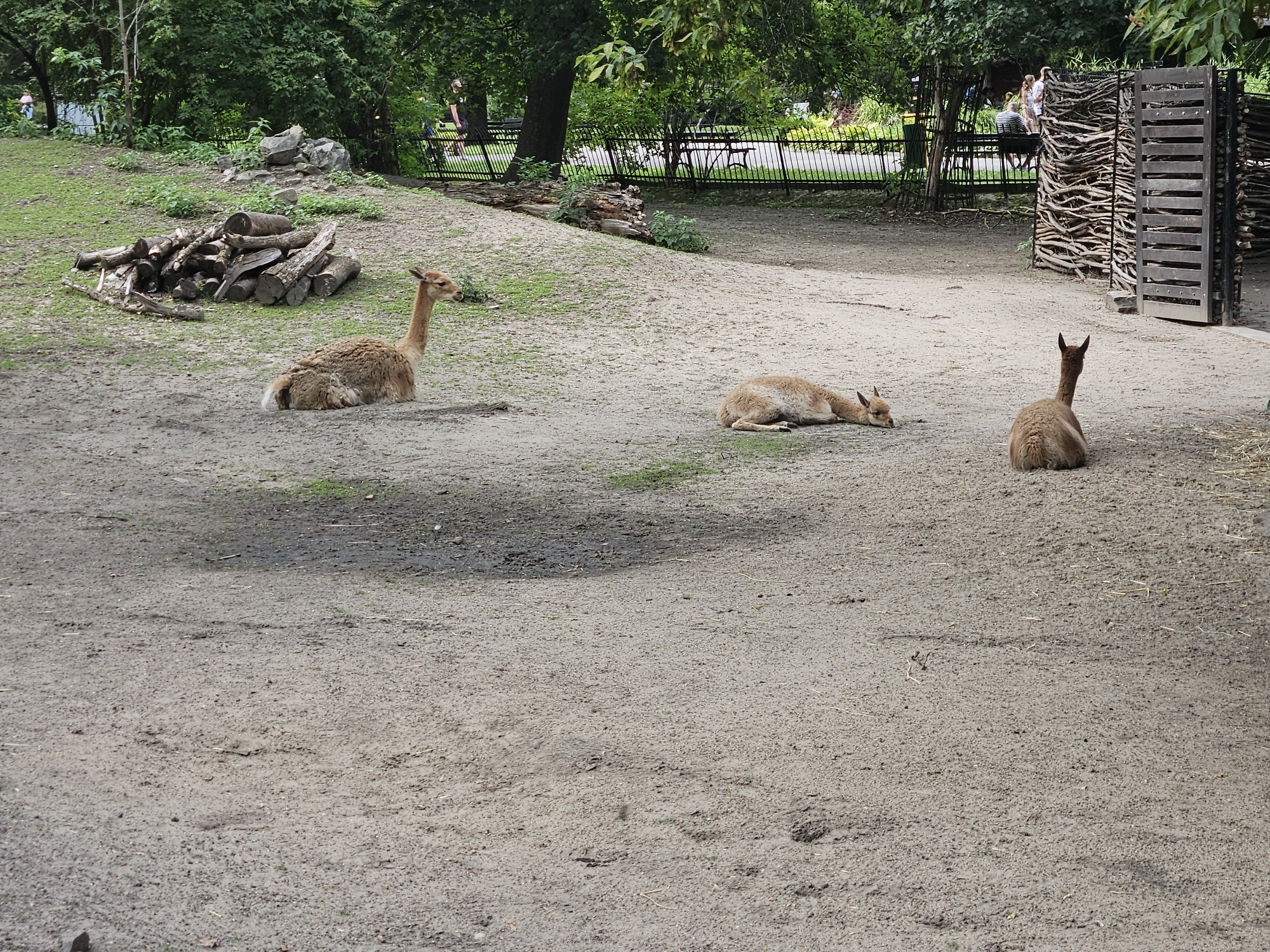 The image depicts an outdoor enclosure for vicuñas, likely at the Warsaw Zoo. Three vicuñas are visible: one lying down in the middle ground facing right, another lying down in the foreground facing left, and a third sitting up in the left middle ground facing left. The ground is covered in dirt and sparse dry grass. In the background, there is a pile of logs to the left, a fence, trees, and some people in the distance. A wooden structure, possibly part of the enclosure or an exhibit, is visible on the right. The lighting suggests it is daytime, possibly overcast.