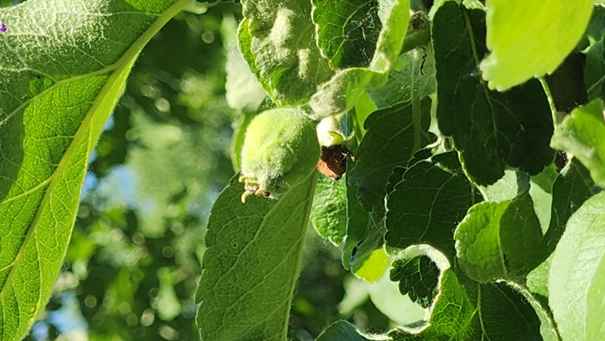 The image shows a close-up of a young apple fruit developing on a branch, surrounded by green leaves. The apple is small and green, with a fuzzy texture. There are also some dried flower petals attached to the base of the fruit. The background is blurred and consists of more green foliage and some dappled sunlight. The scene appears to be outdoors on a sunny day. There is no indication of the location within the city of Moscow, Russia.