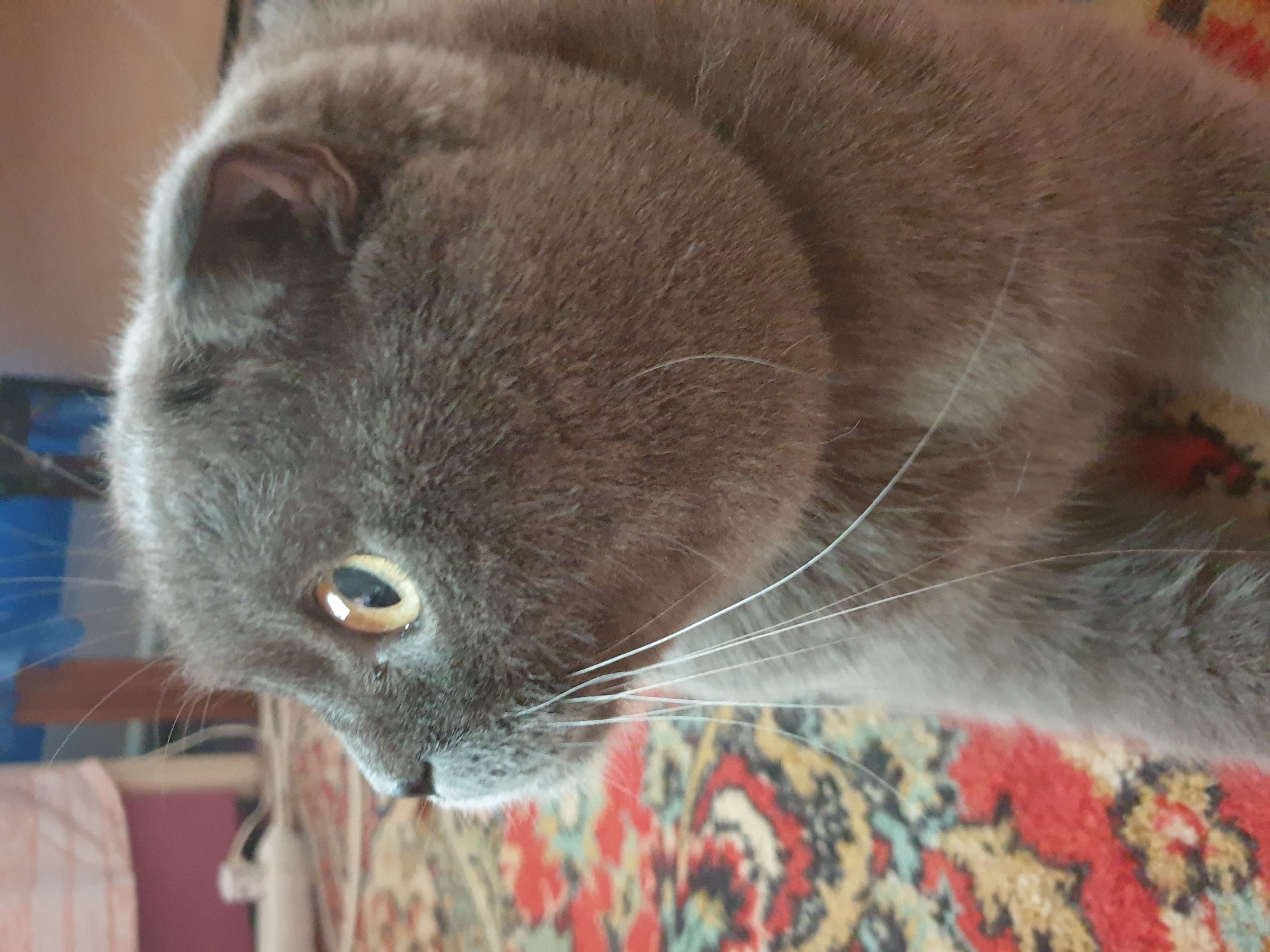 A close-up, profile shot captures a gray Scottish Fold cat with golden eyes looking left, its distinctive folded ears visible. The cat's whiskers are prominent against a blurred background of a patterned carpet and indistinct objects that suggest an indoor setting. There is no indication of the location in Lozovyi Yar, Ukraine.