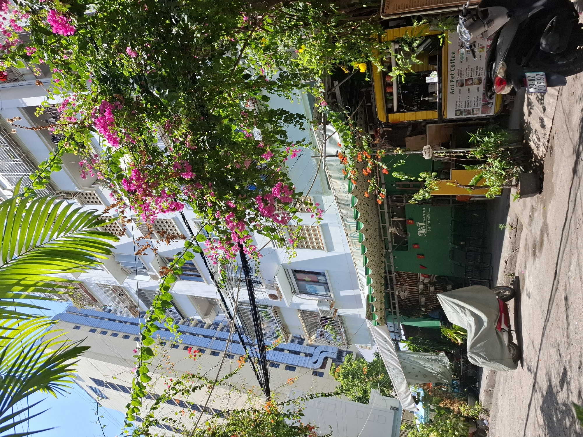 In the city of Nha Trang, Vietnam, a street scene unfolds with a focus on a building facade adorned with vibrant bougainvillea and lush greenery. The main building is a light-colored structure, possibly an apartment complex or commercial establishment, with multiple windows and balconies. A taller, modern building with a glass facade stands in the background, reflecting the blue sky. In the foreground, a street-level establishment with a green awning and a yellow kiosk is visible. The kiosk features a menu board with Vietnamese text and prices, identifying it as "Ant Pet Coffee." A scooter is parked in front of the kiosk. A motorcycle, covered with a light grey tarp, is parked on the street in front of the building. The street appears to be paved with asphalt, with some debris and water stains. The overall atmosphere is that of a bustling urban environment during daylight hours, with a clear sky and bright sunlight casting shadows.