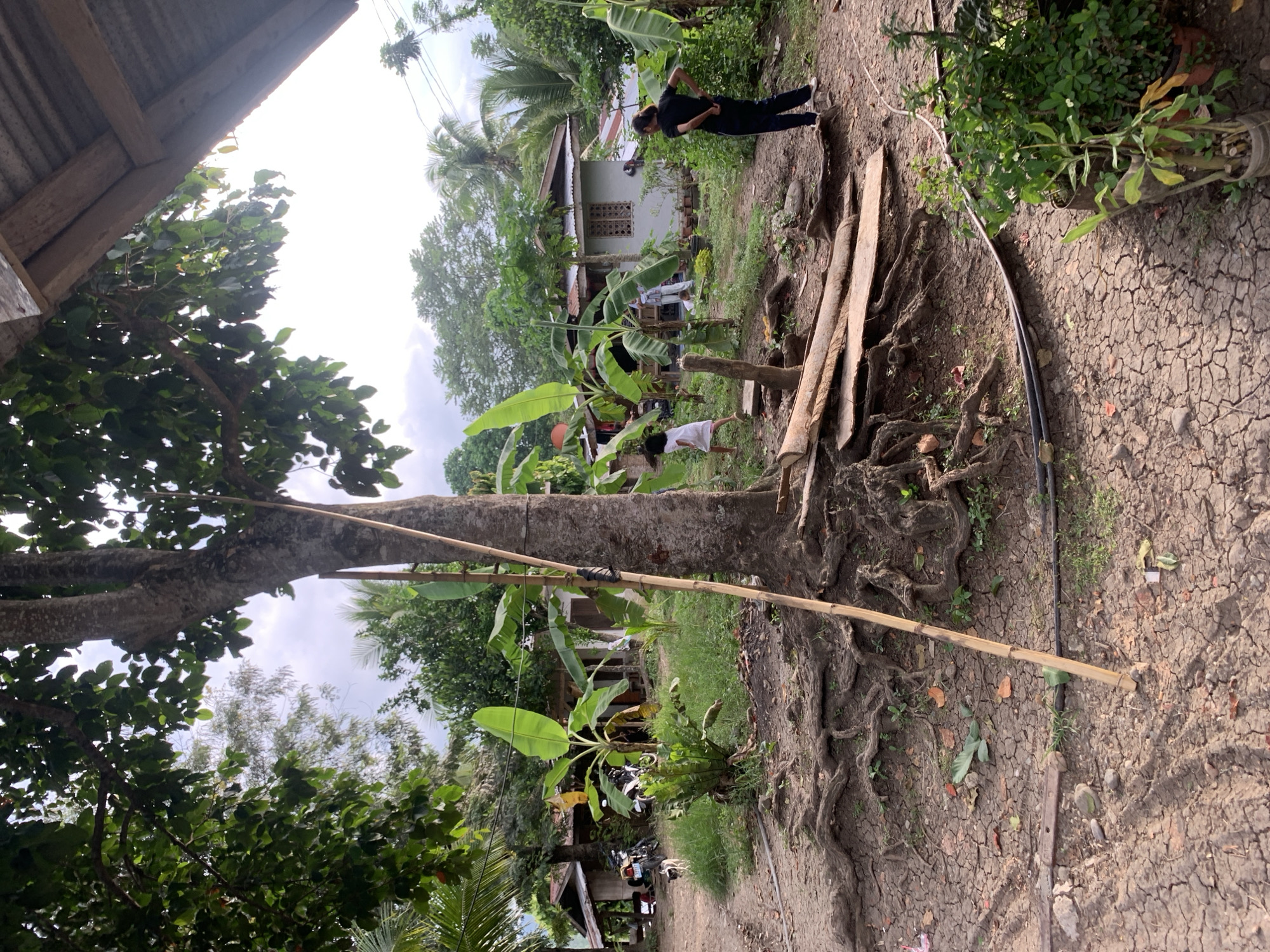 This image depicts a rural scene in Kiblawan, Philippines. In the foreground, the gnarled roots of a large tree are exposed, emerging from dry, cracked earth. A long, slender bamboo pole leans against the tree. Scattered on the ground are fallen leaves and some pieces of lumber. To the left of the tree, a dirt path leads towards several modest houses with corrugated metal roofs. Motorcycles are parked near one of the houses, and a dog is visible on the path. In the midground, banana plants with large green leaves are prominent. Two children are in the yard of one of the houses; one child, wearing a white dress, is partially visible near the banana plants, while another child is standing further back. A woman in a black shirt and dark pants stands on the right side of the frame, facing away from the camera, with her hands behind her back. The background is filled with lush vegetation, including palm trees and other tropical plants, under a cloudy sky. The overall environment suggests a residential area in a tropical, possibly agricultural, setting.
