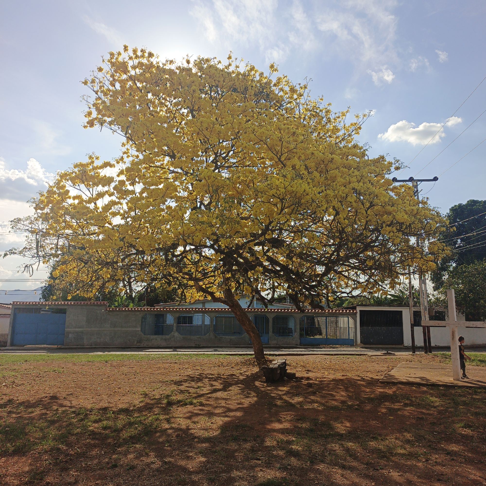 The image shows a large, mature tree with dense yellow flowers in full bloom, casting a broad shadow on a reddish-brown, partially grassy area. The tree is located in Tinaquillo, Venezuela. Behind the tree, there is a low building with a blue door and barred windows. To the right of the tree, utility poles and power lines are visible against a partly cloudy blue sky. A white cross and what appears to be a young boy are near the right edge of the frame. The ground surface is a mix of bare earth and patchy grass. The lighting suggests a sunny day.