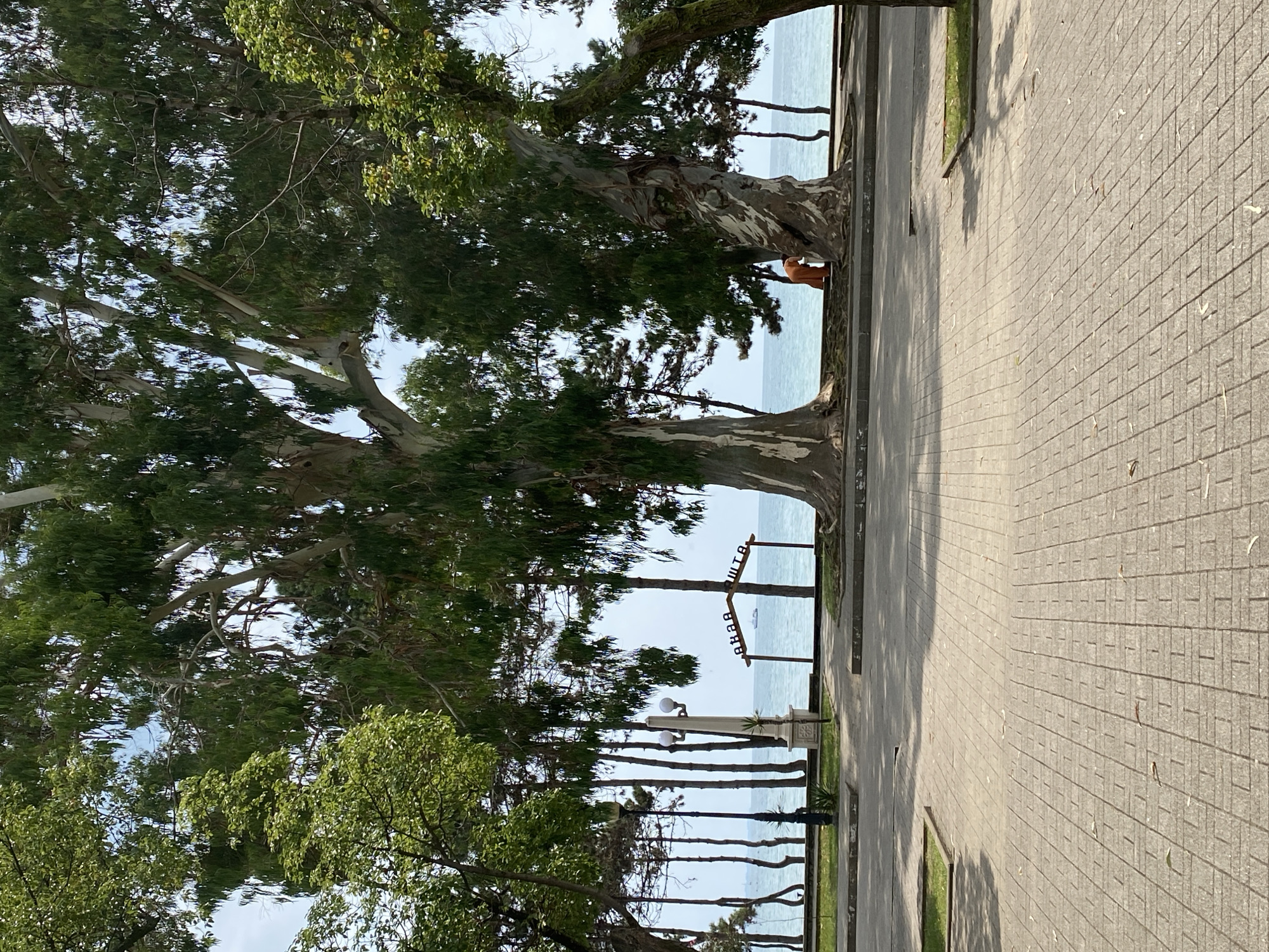 In Sokhumi, Abkhazia, a paved pathway leads towards a waterfront promenade lined with large eucalyptus trees. Beyond the trees, a calm blue sea is visible. In the distance, an archway with Cyrillic lettering, spelling out "АНАА ШТА," stands near the water. A person in an orange garment is partially visible, tending to the base of one of the large trees. The scene captures a tranquil day by the sea, with natural elements and architectural features coexisting.