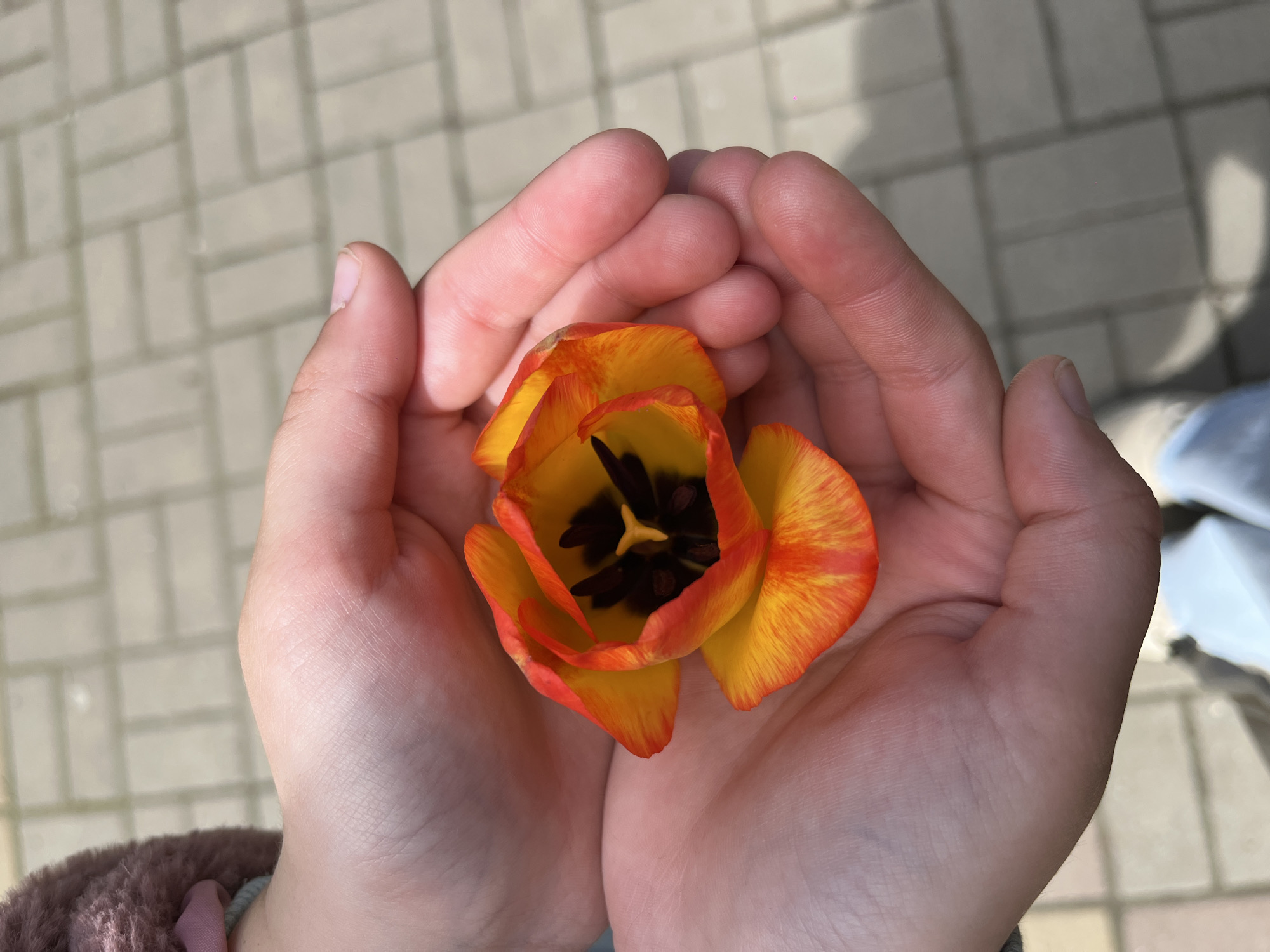 A close-up shot shows a person's hands cupping an orange and yellow tulip flower. The background appears to be a paved area with interlocking bricks. Part of the subject's sleeve can be seen near their wrist, indicating they are wearing an outer garment. The exact location within Novopokrovskaya, Russia, is not discernible from the image.