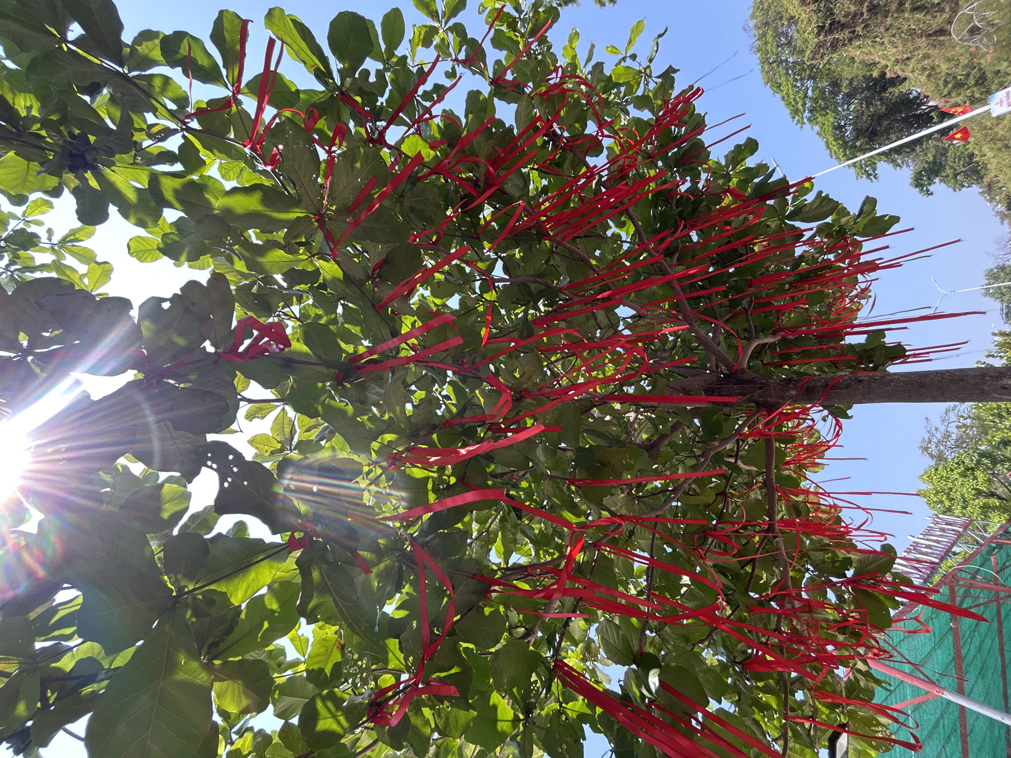 Looking upwards, the image shows a tree in Bắc Nha Trang, Vietnam, with numerous bright red ribbons tied to its branches and leaves. The tree is full of green foliage, and the ribbons stand out sharply against the green leaves and blue sky. Sunlight filters through the branches. In the background, another tree and possibly a structure covered in green mesh or netting can be seen. The sky is clear and blue.